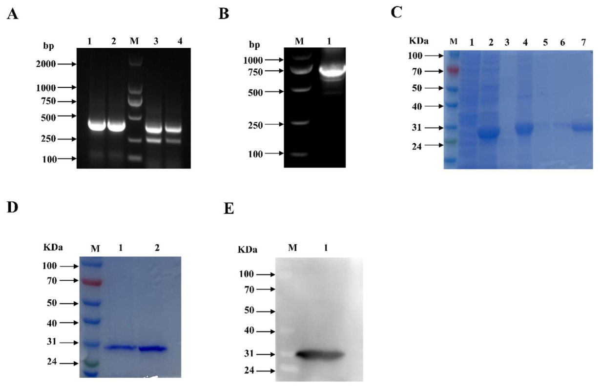 Preprints 234712 g004 Preprints 234712 g004