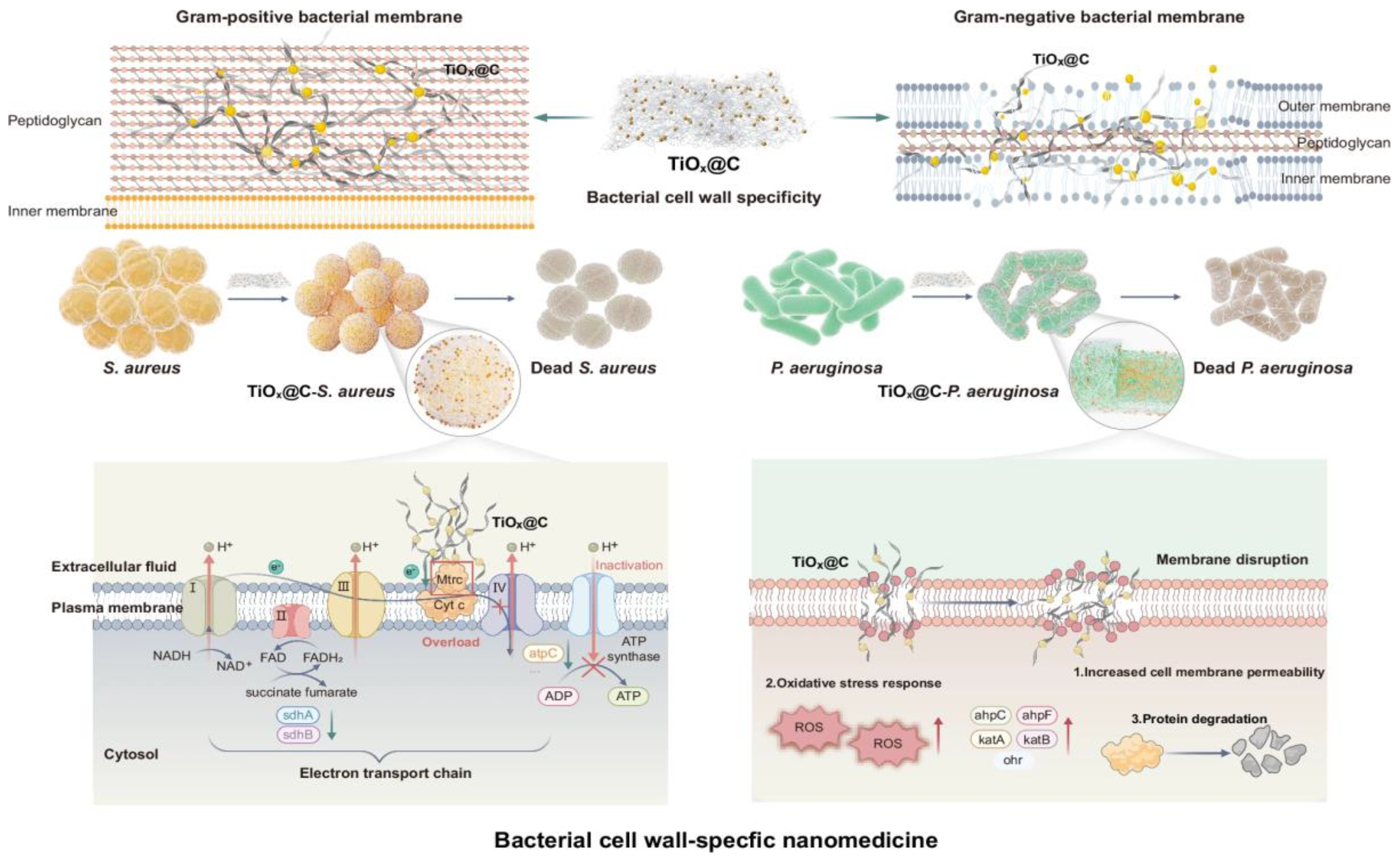 Preprints 204014 g007