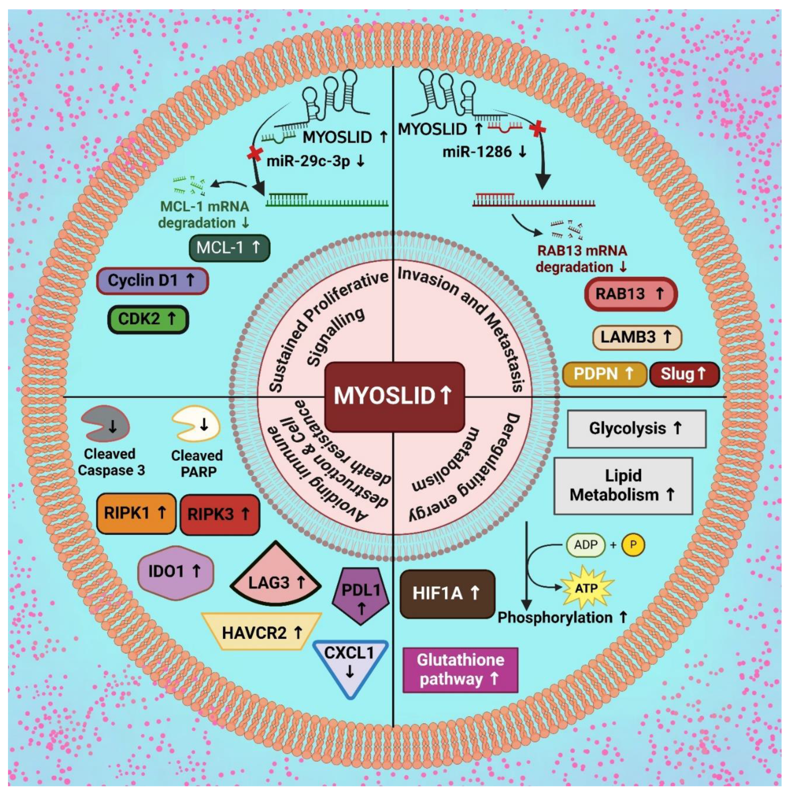Preprints 148697 g002