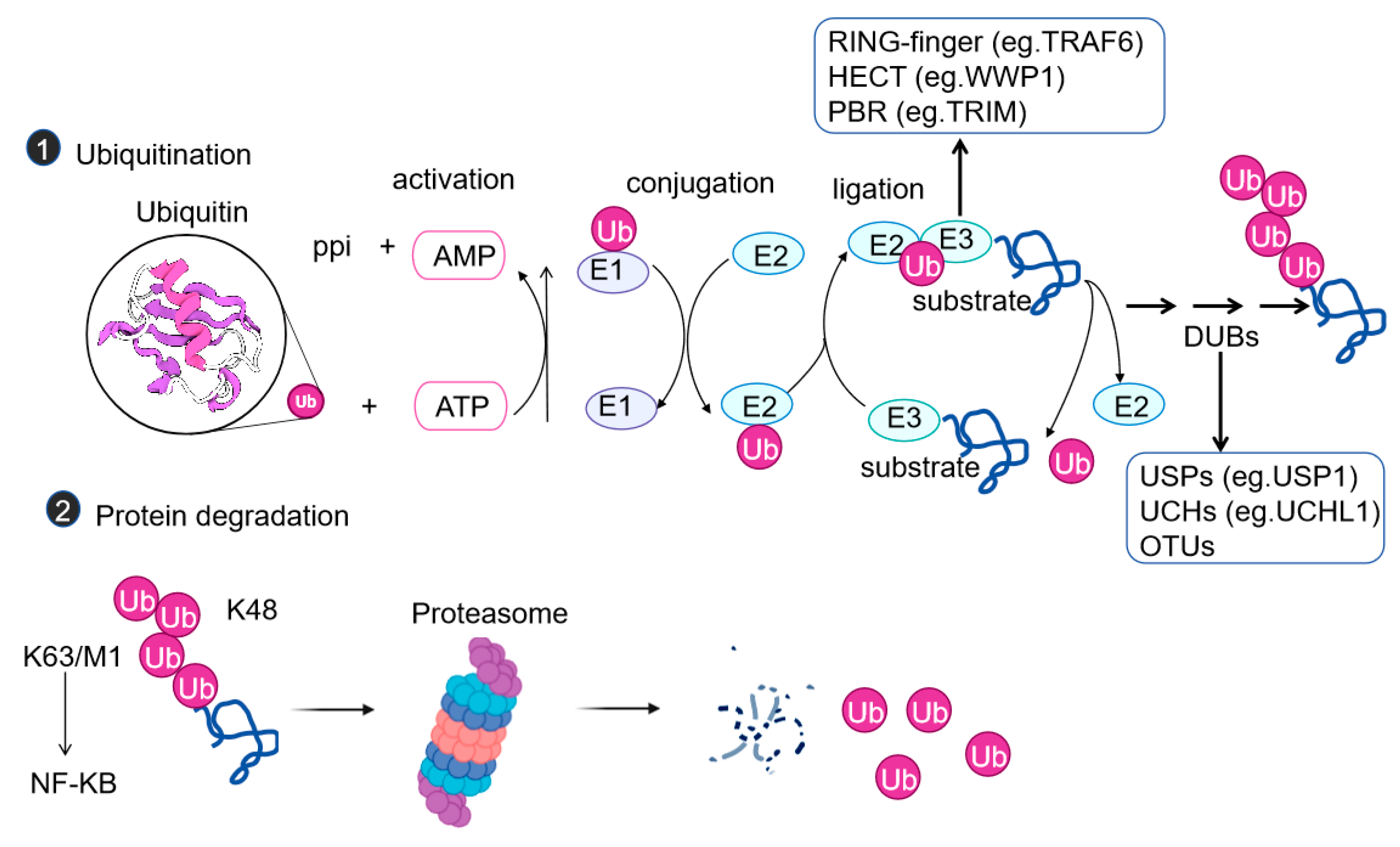 Preprints 158969 g001