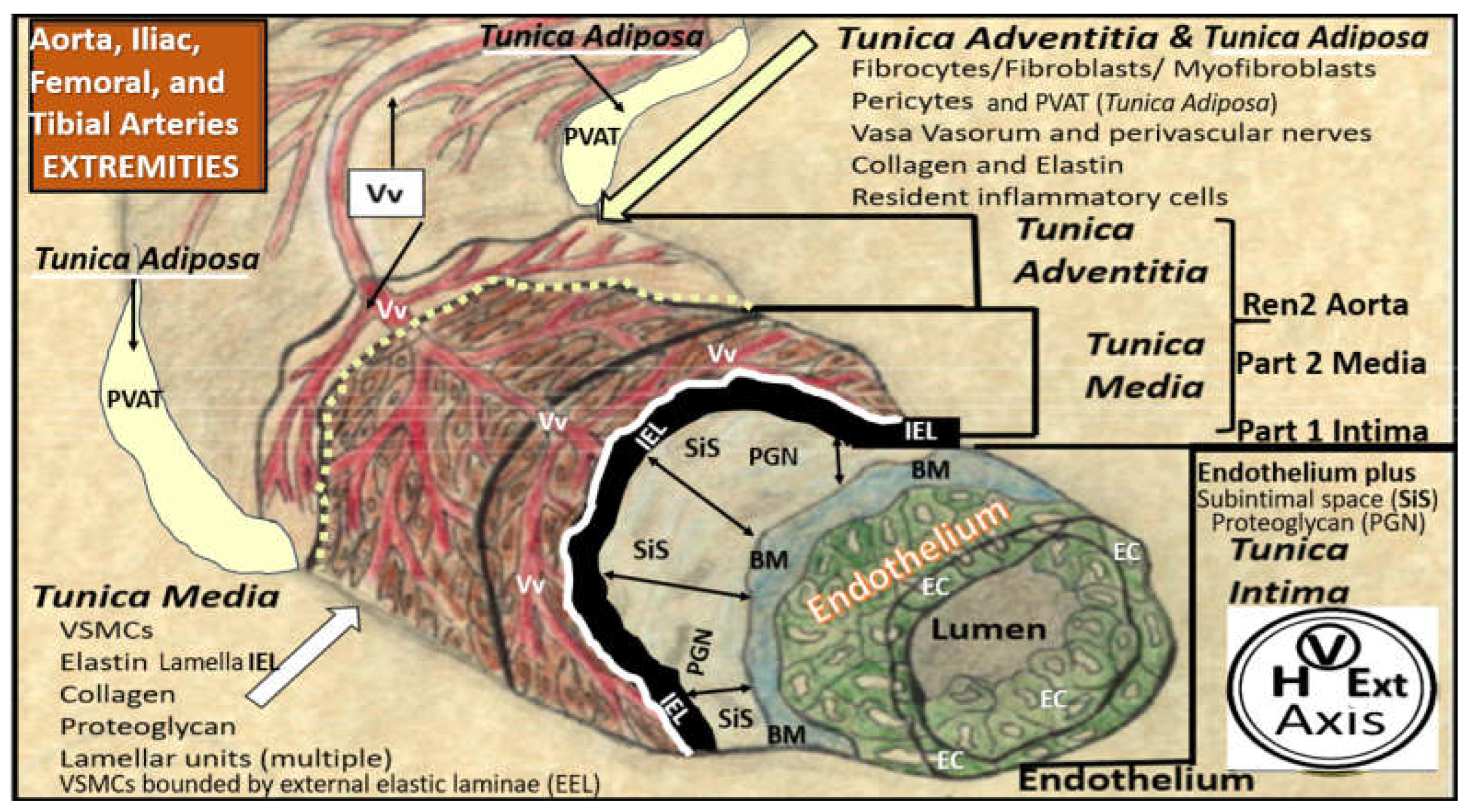 Preprints 156288 g004
