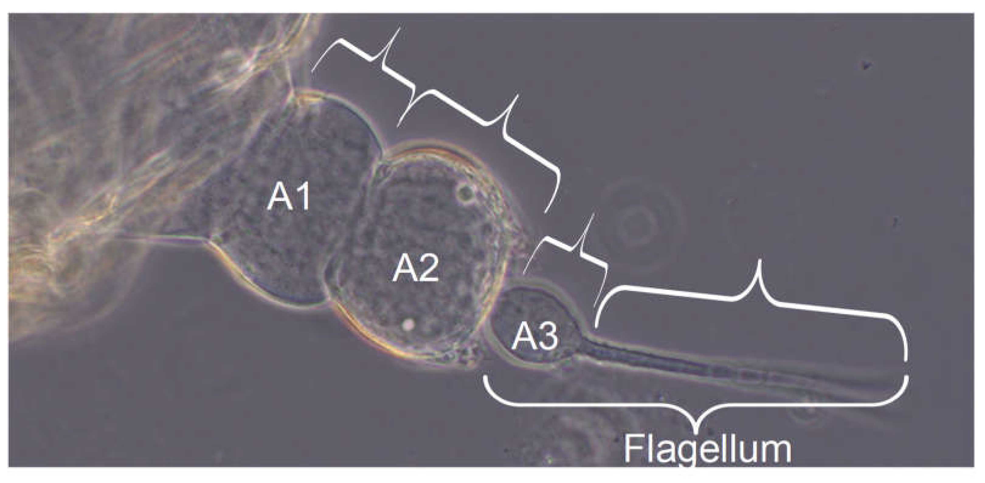 Preprints 148894 g004