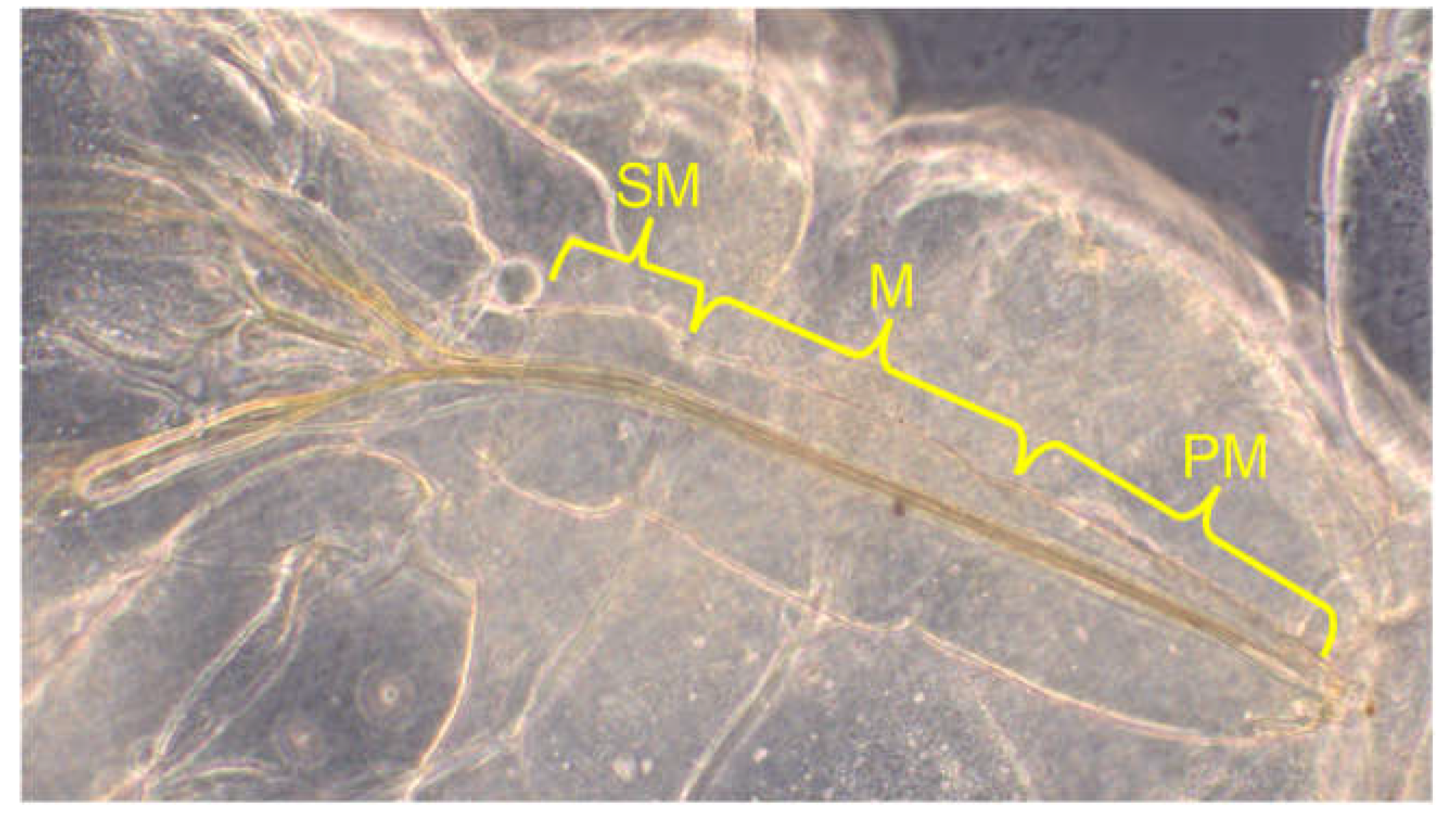 Preprints 148894 g007