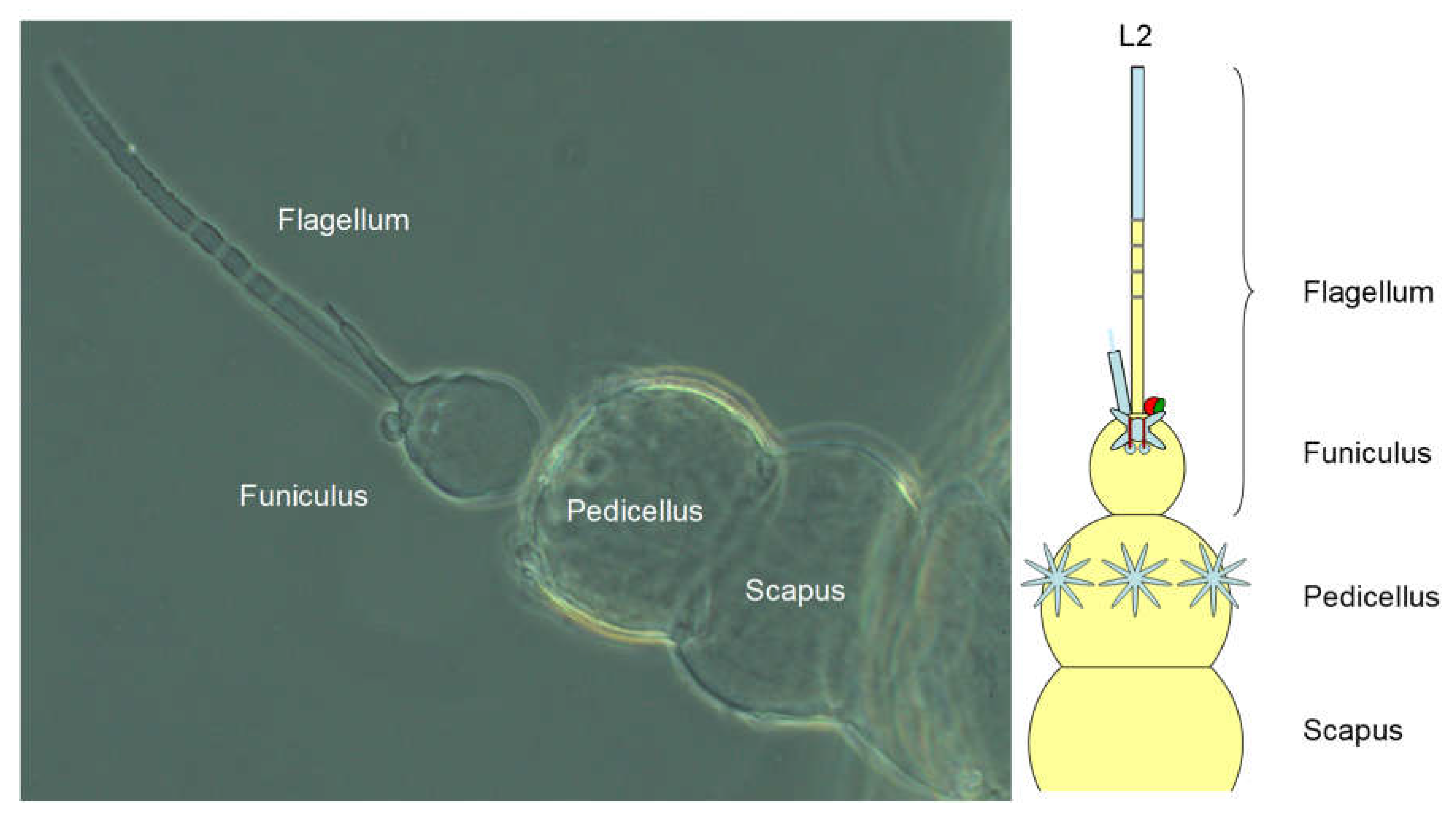 Preprints 148894 g015
