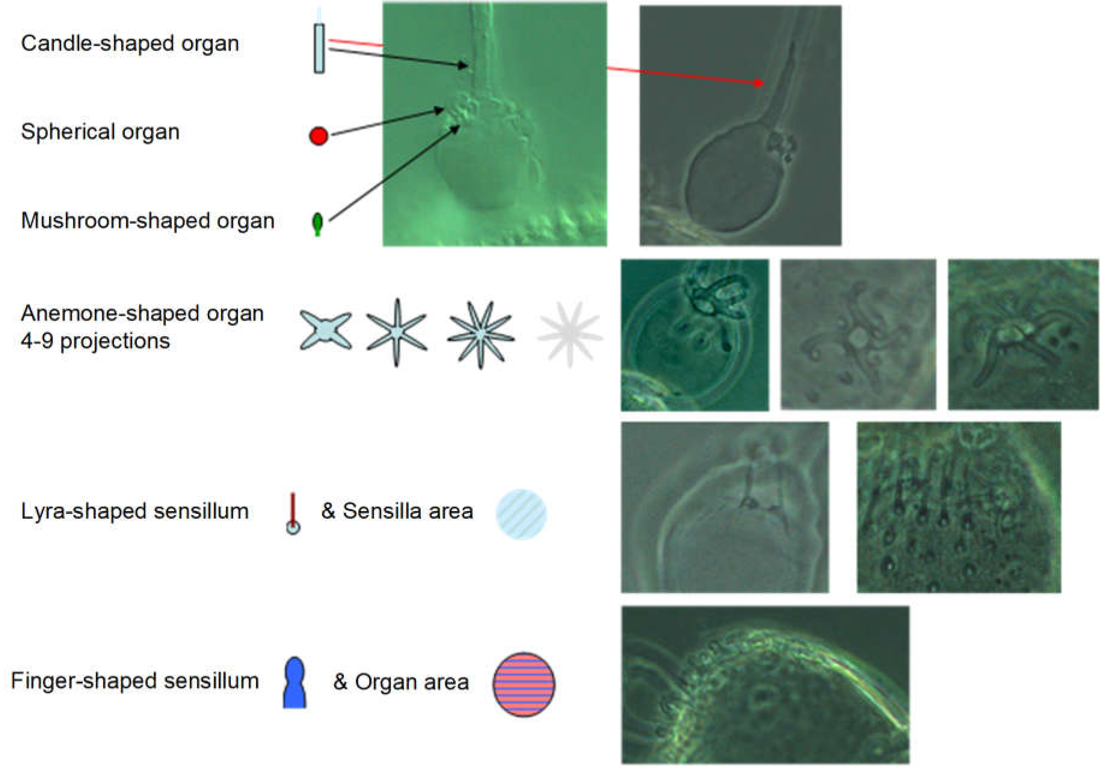 Preprints 148894 g016