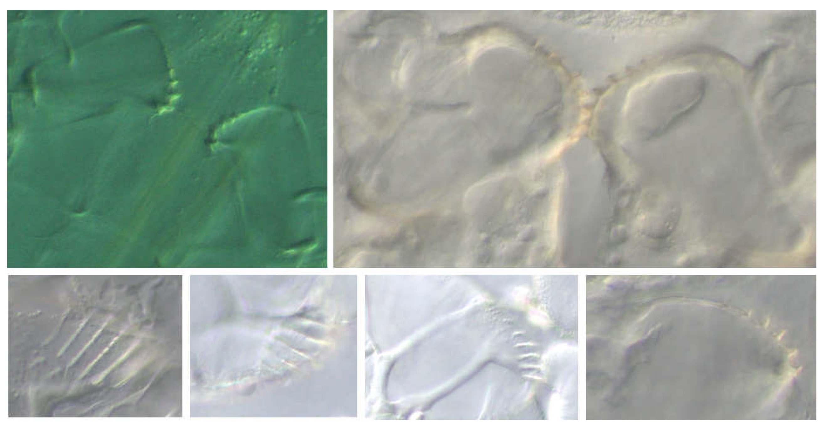 Preprints 148894 g021