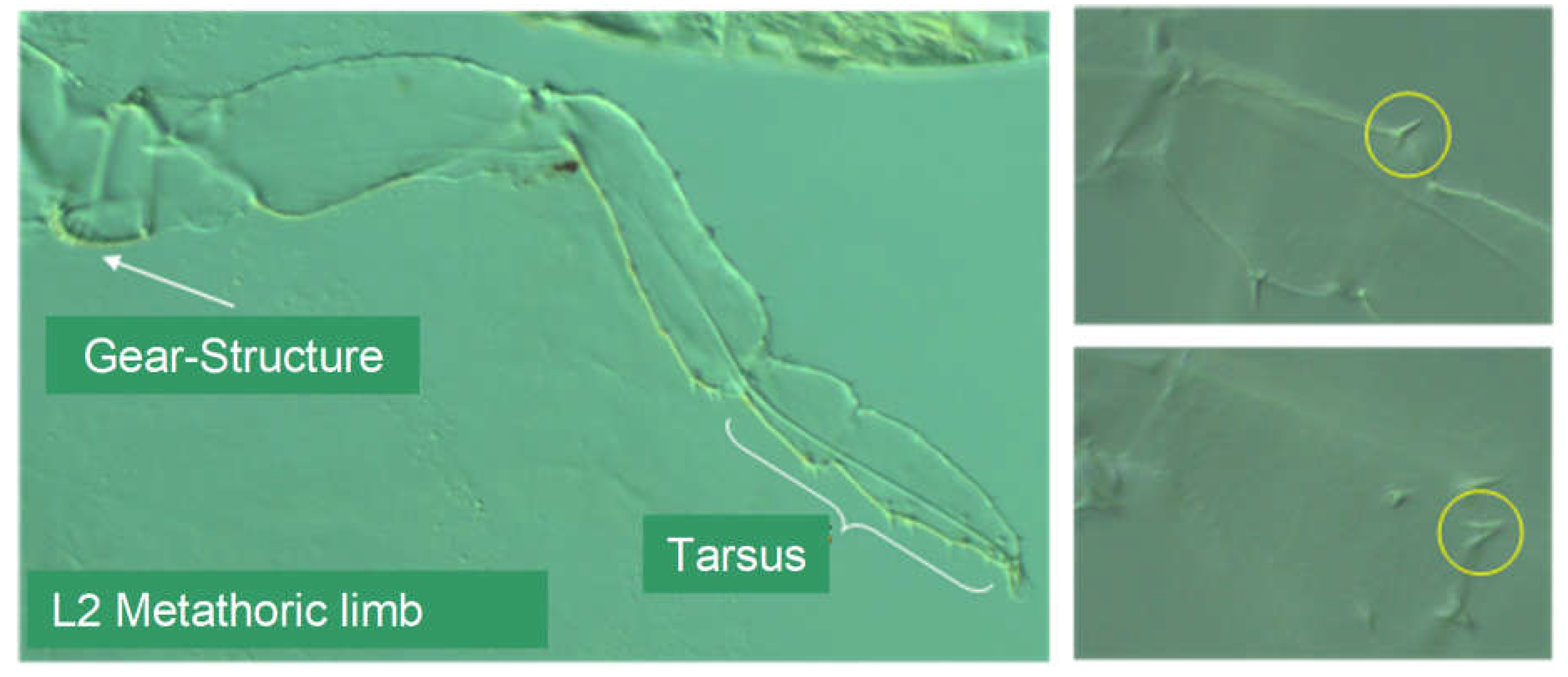 Preprints 148894 g022