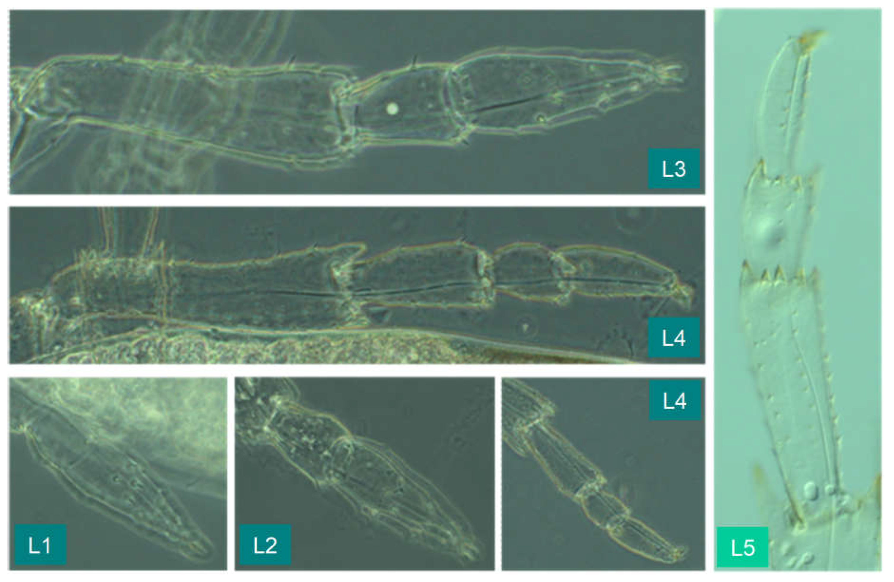 Preprints 148894 g023
