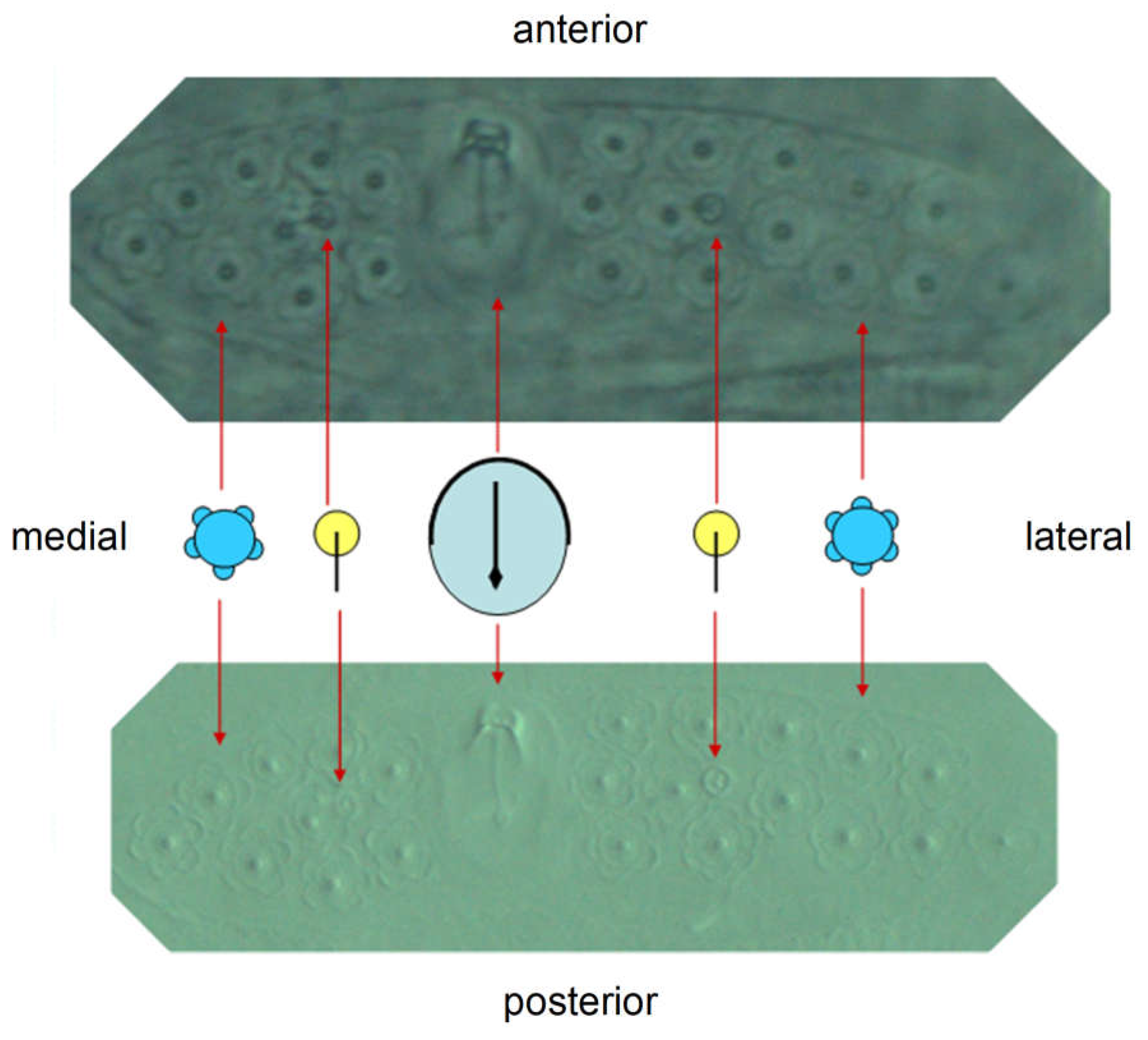 Preprints 148894 g026