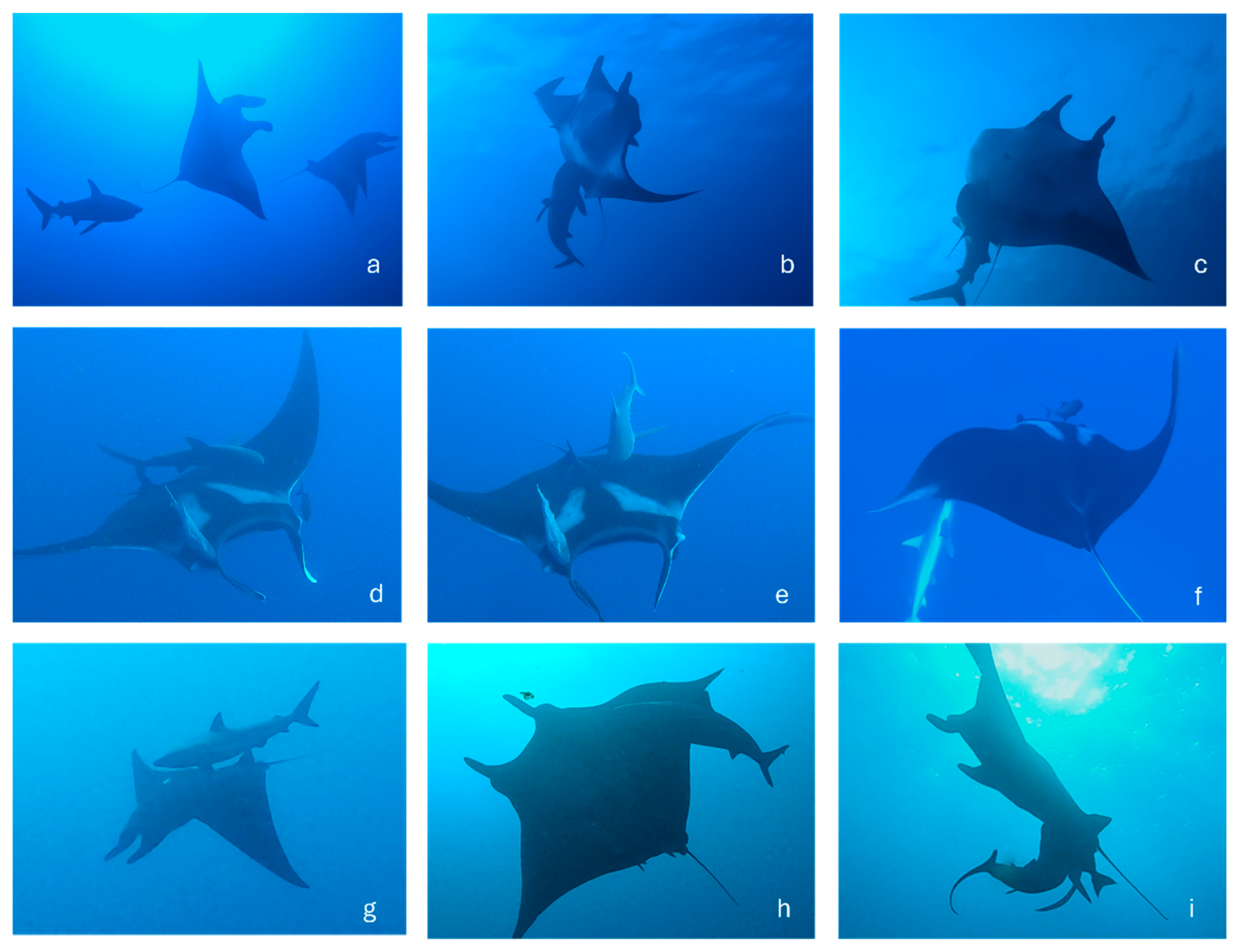 Preprints 155963 g001