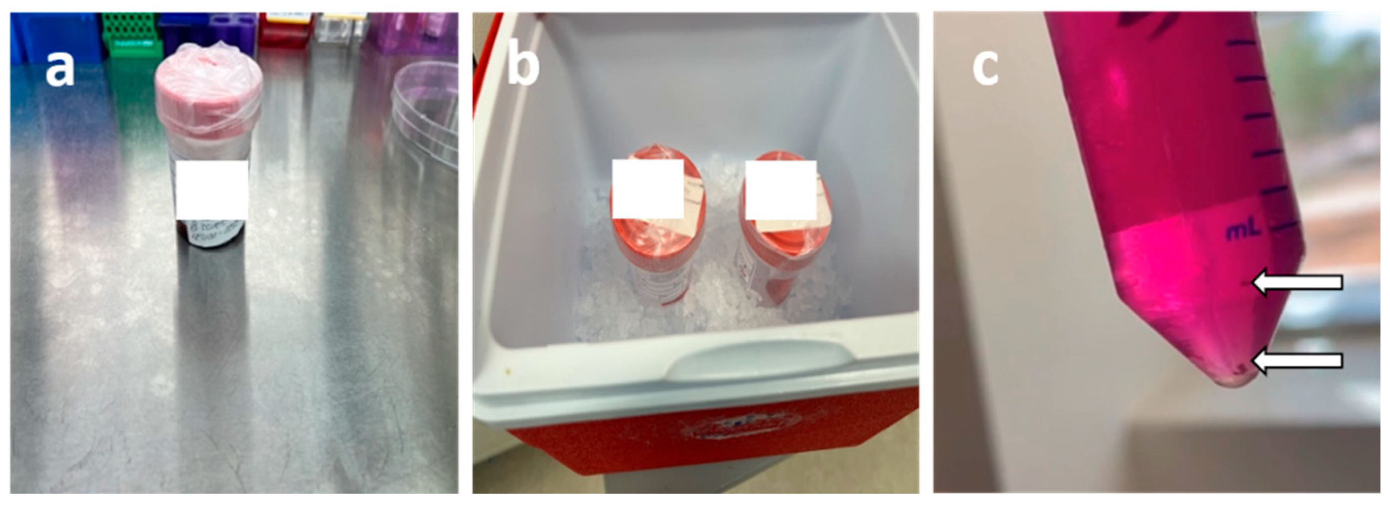 Preprints 210812 g011