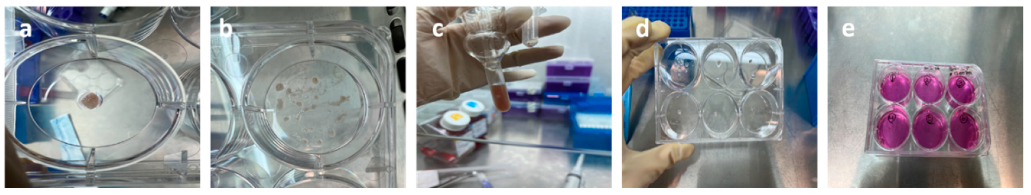 Preprints 210812 g012