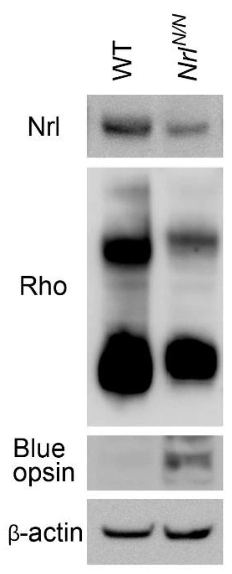 Preprints 191819 g002