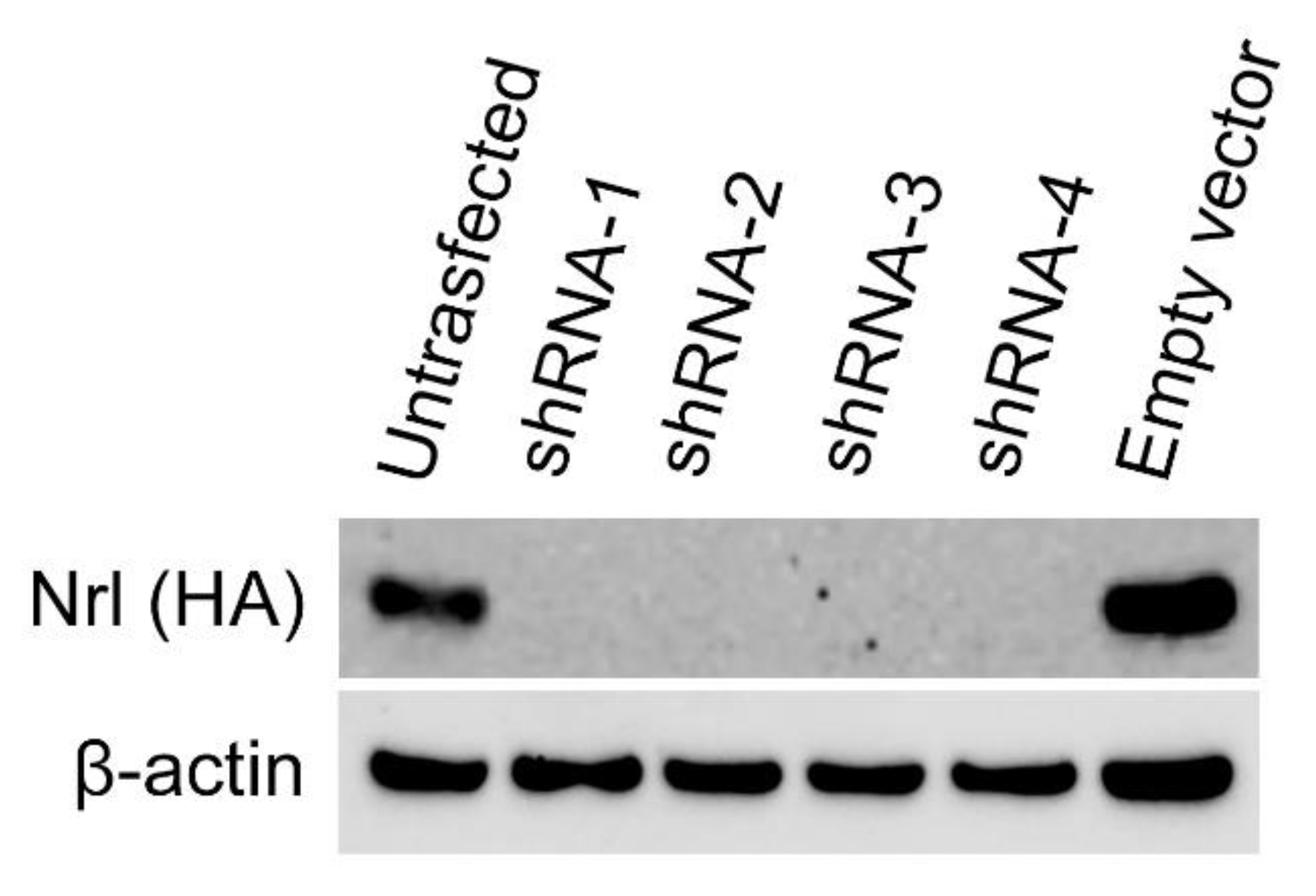 Preprints 191819 g007