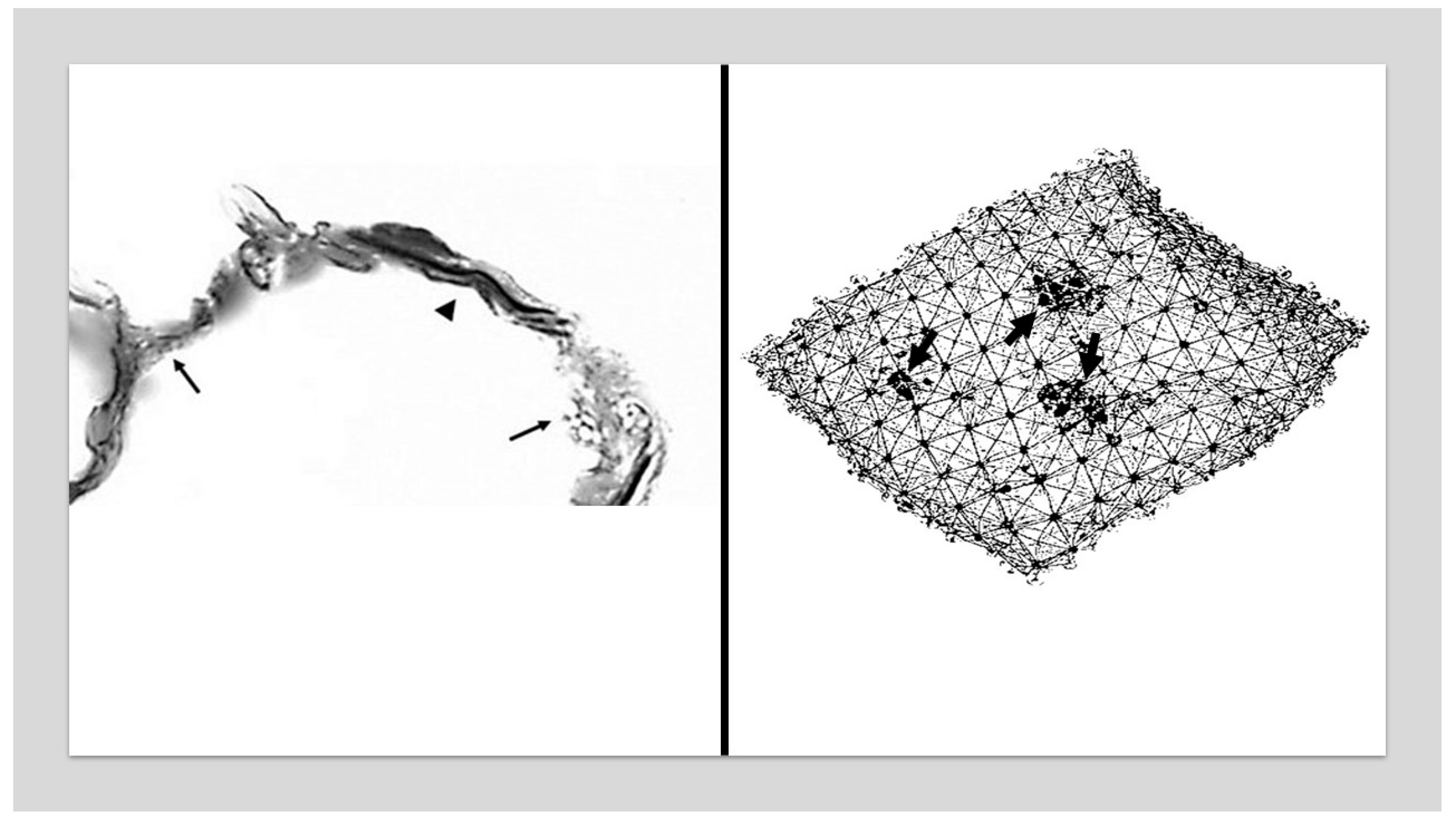 Preprints 147629 g001