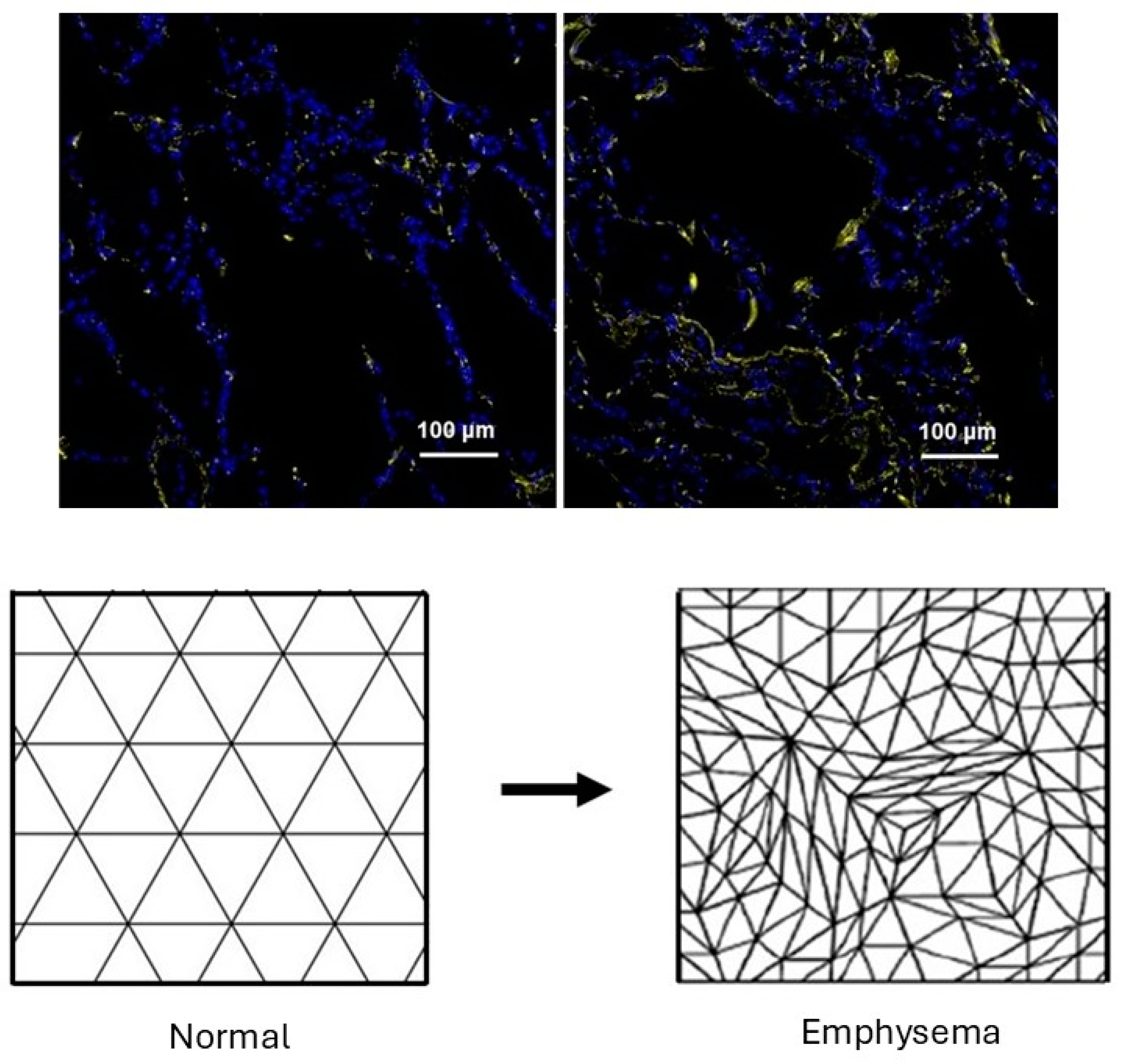Preprints 147629 g005