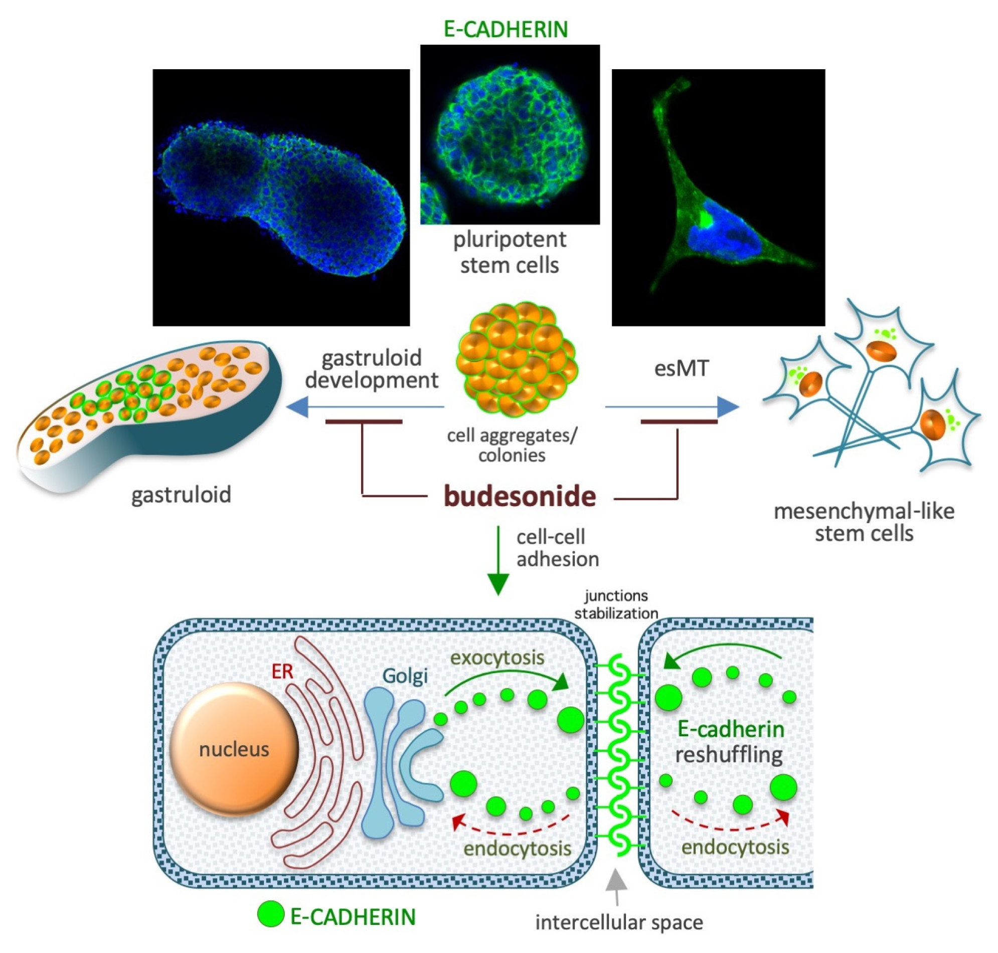 Preprints 150800 g004