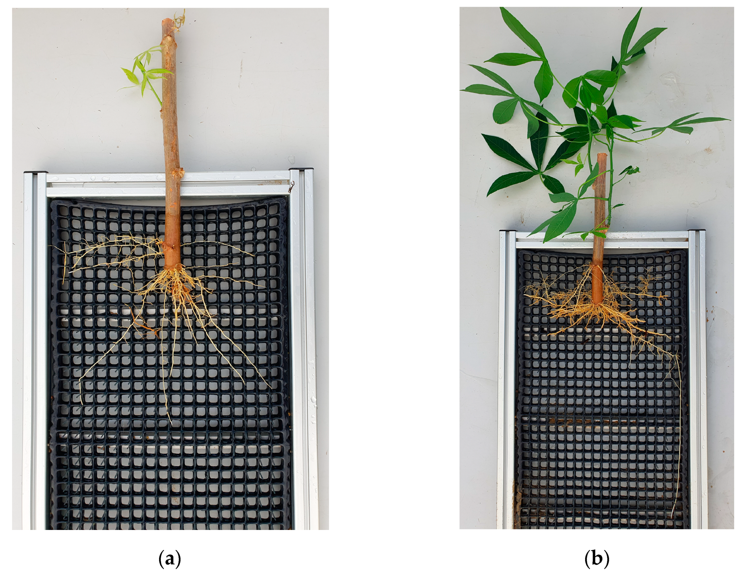 Preprints 143275 g0b2