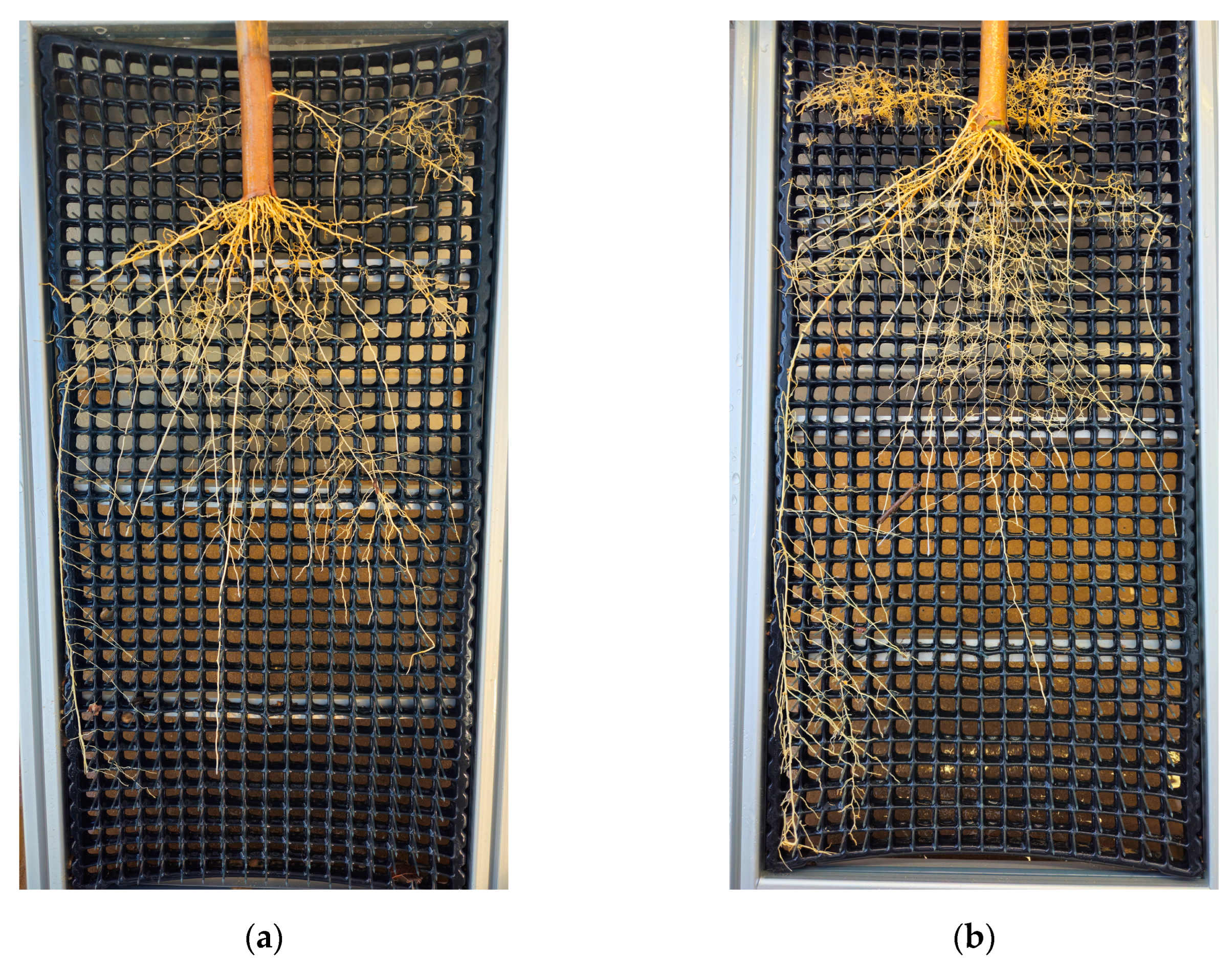Preprints 143275 g0b3