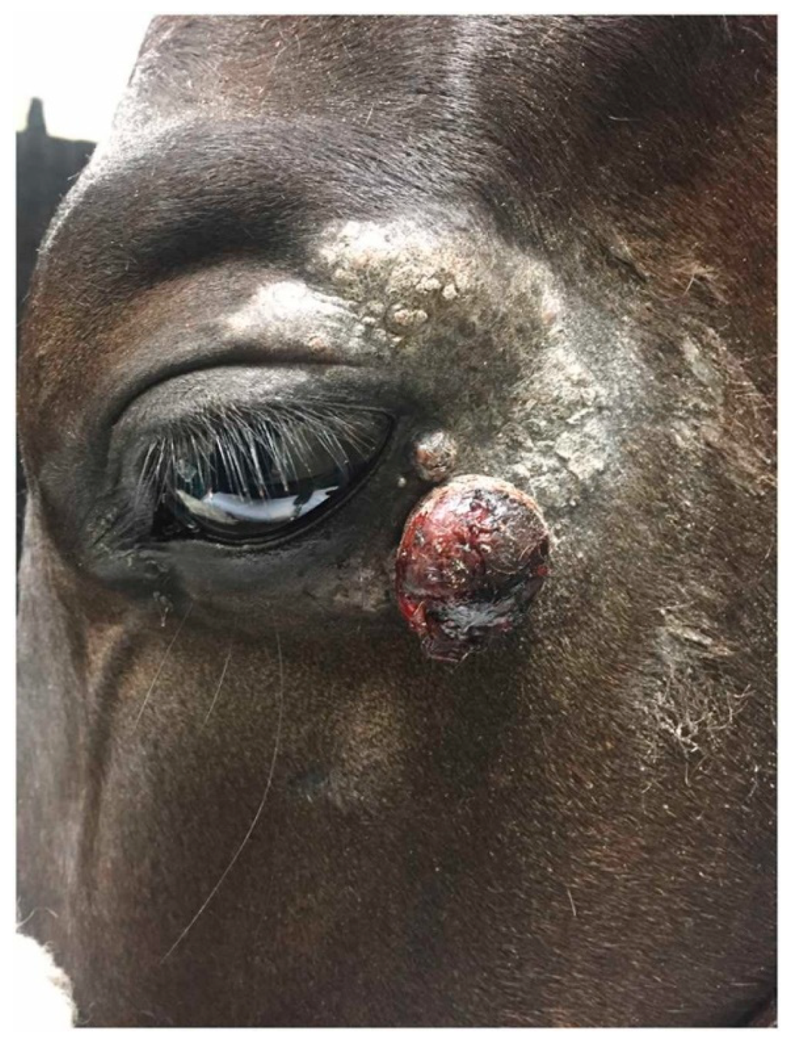 Preprints 165549 g001