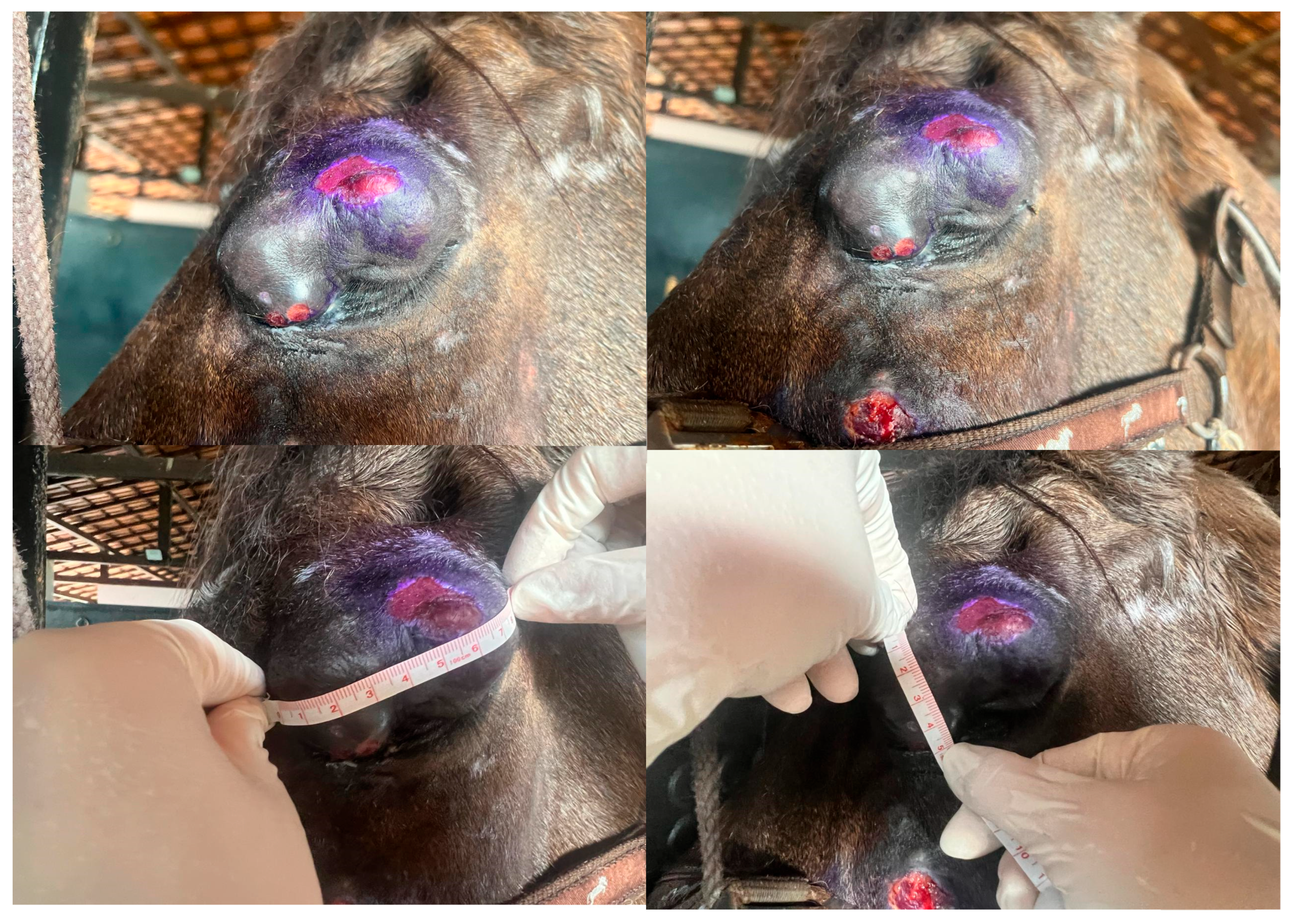 Preprints 165549 g002