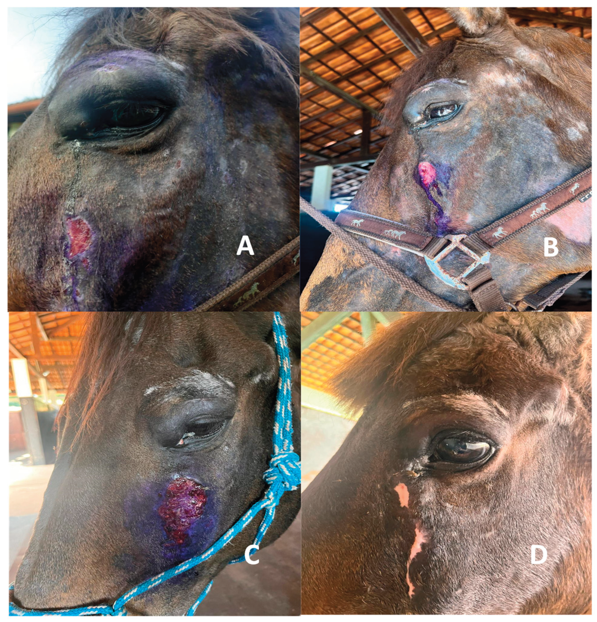 Preprints 165549 g003