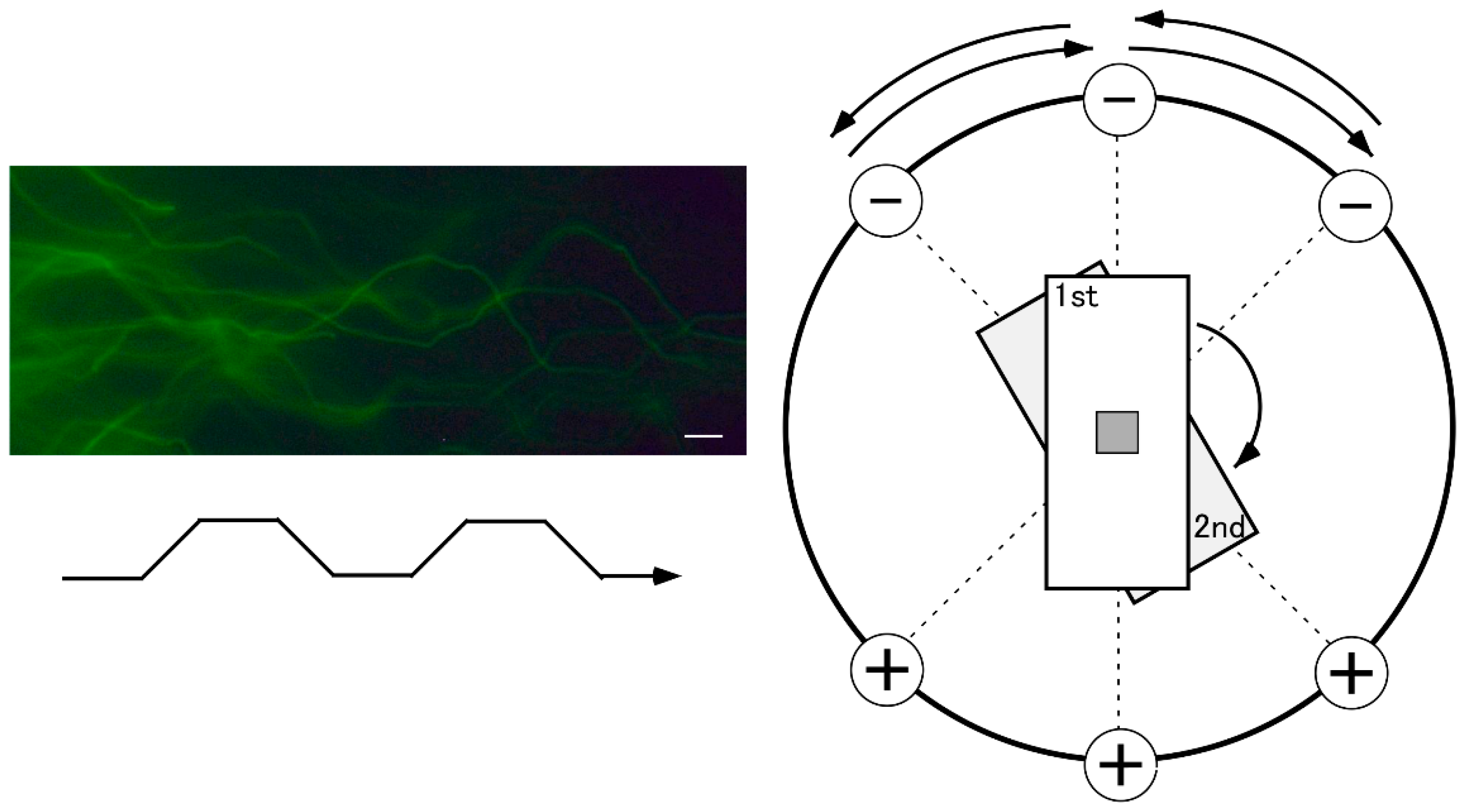 Preprints 168743 g002