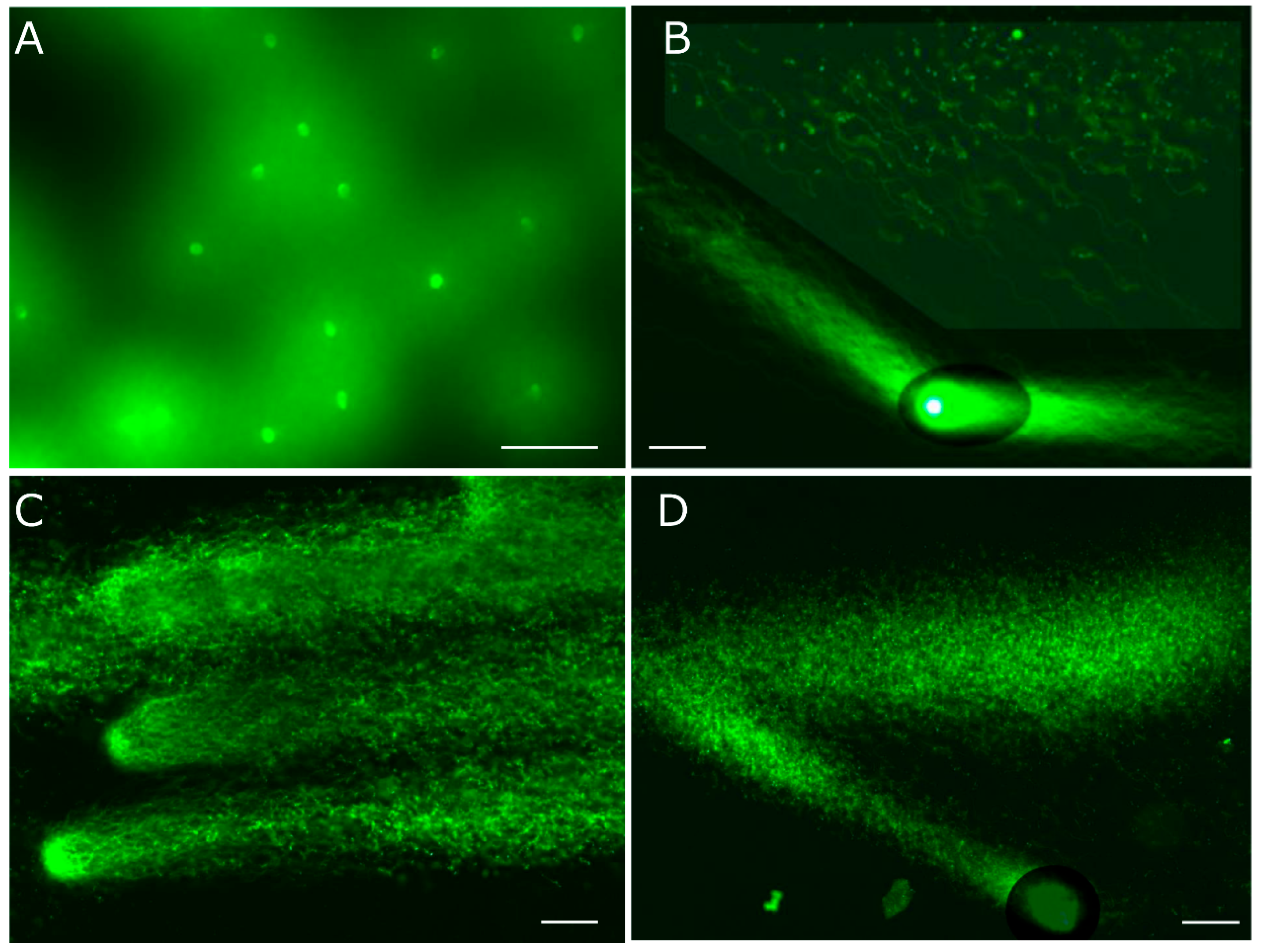 Preprints 168743 g003