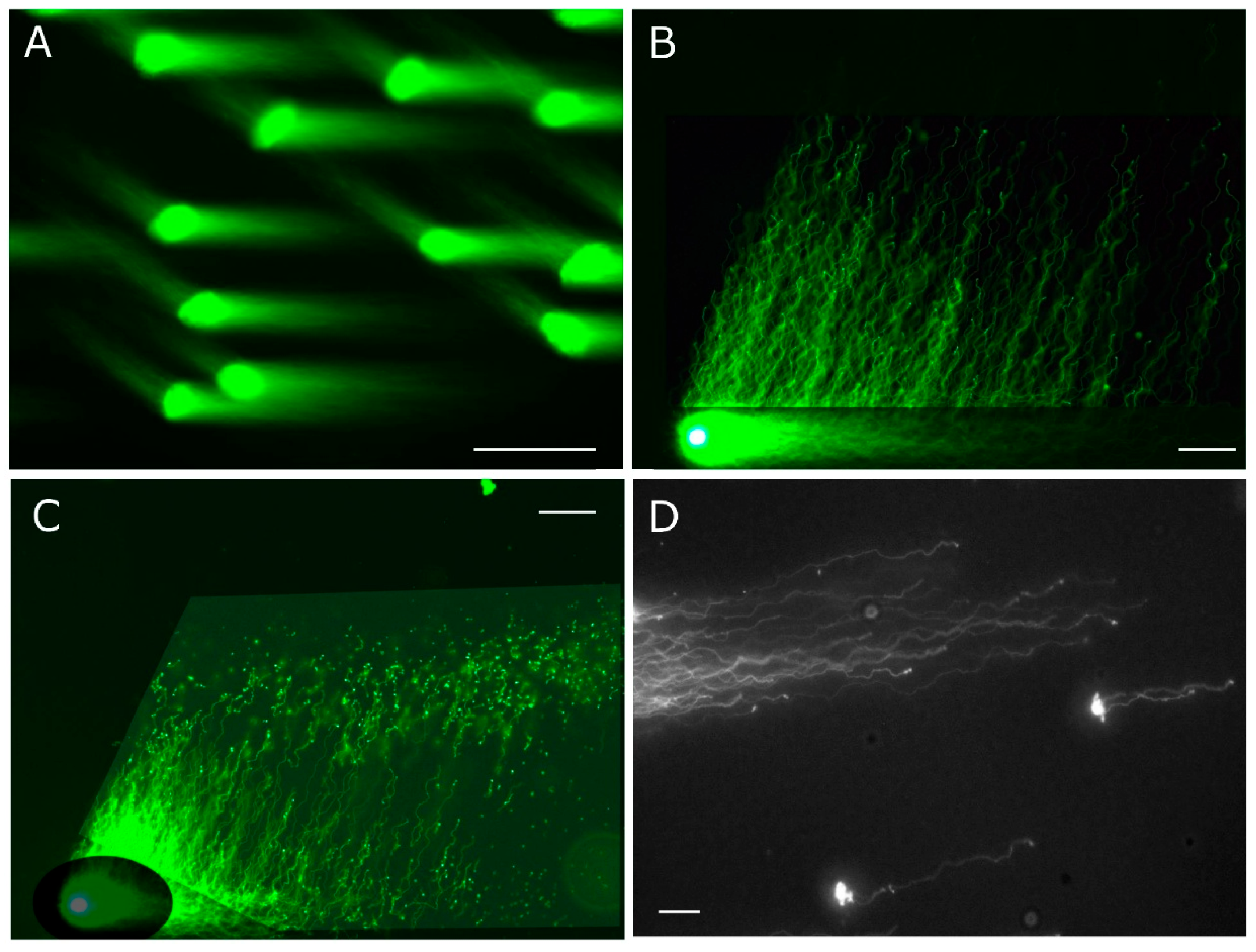 Preprints 168743 g005
