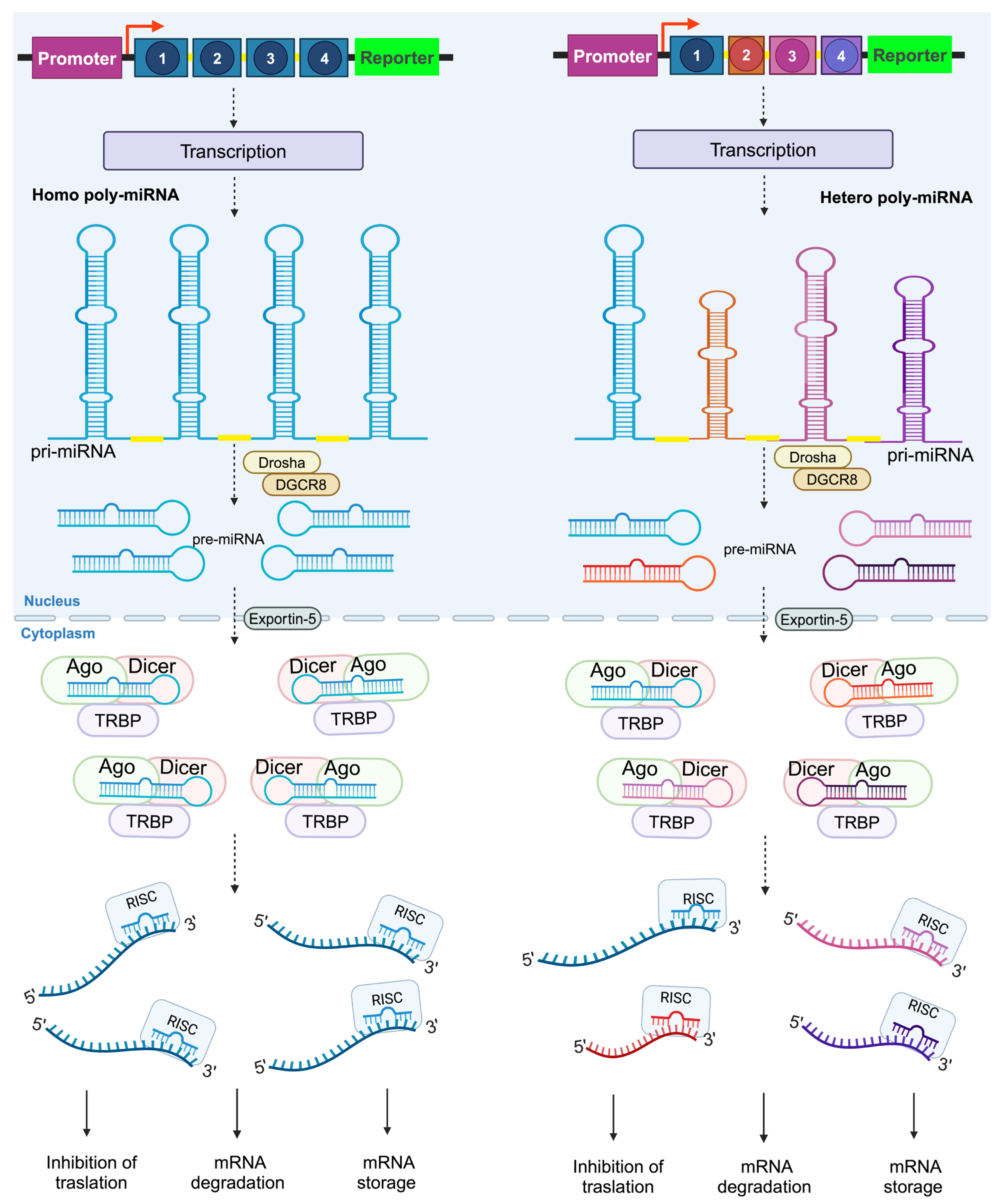 Preprints 154769 g001