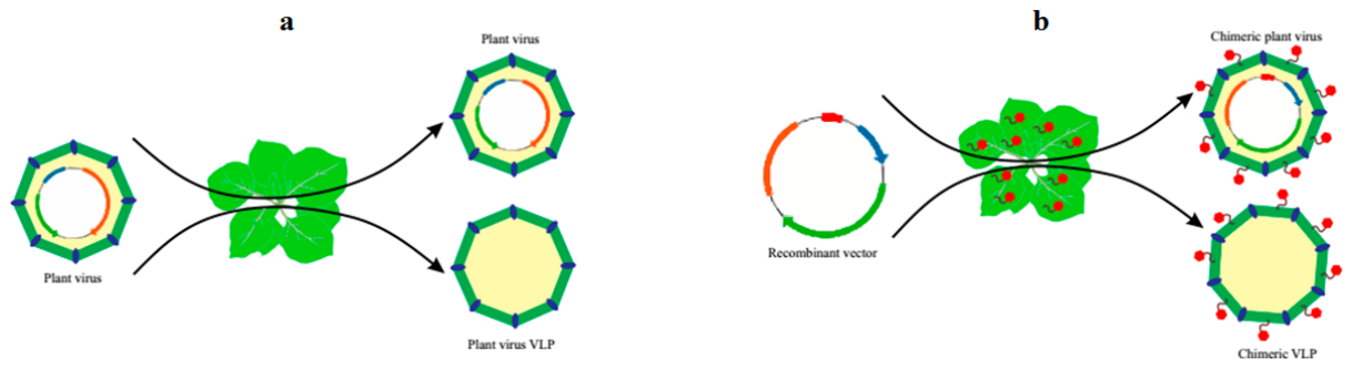 Preprints 229559 g002