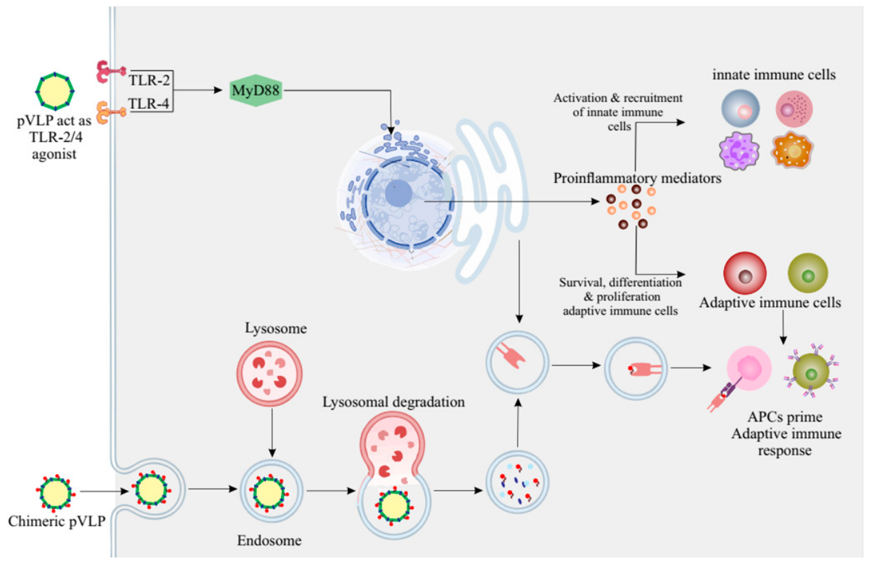 Preprints 229559 g003