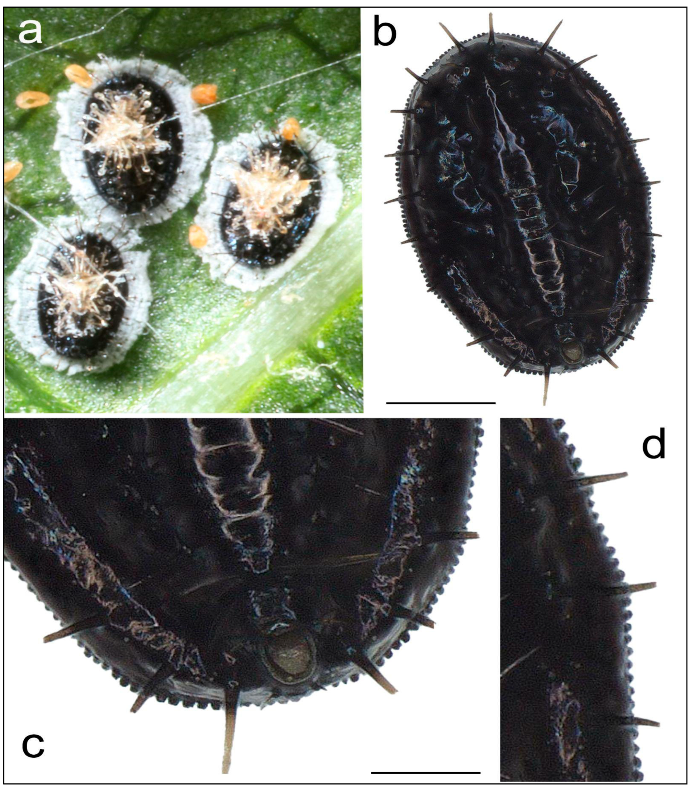 Preprints 168687 g001