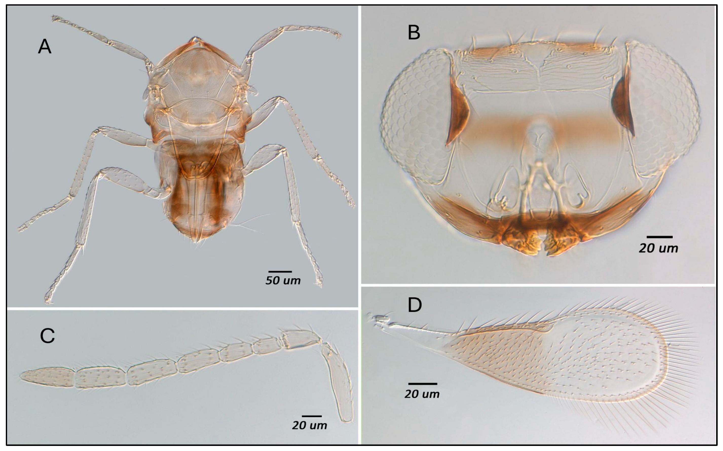 Preprints 168687 g003