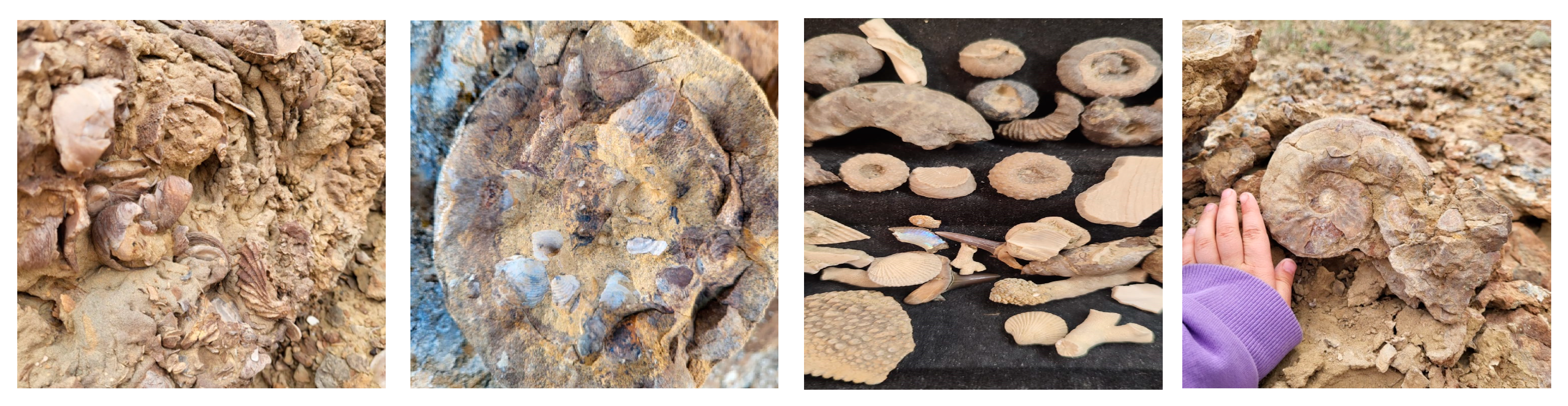 Preprints 156286 g005