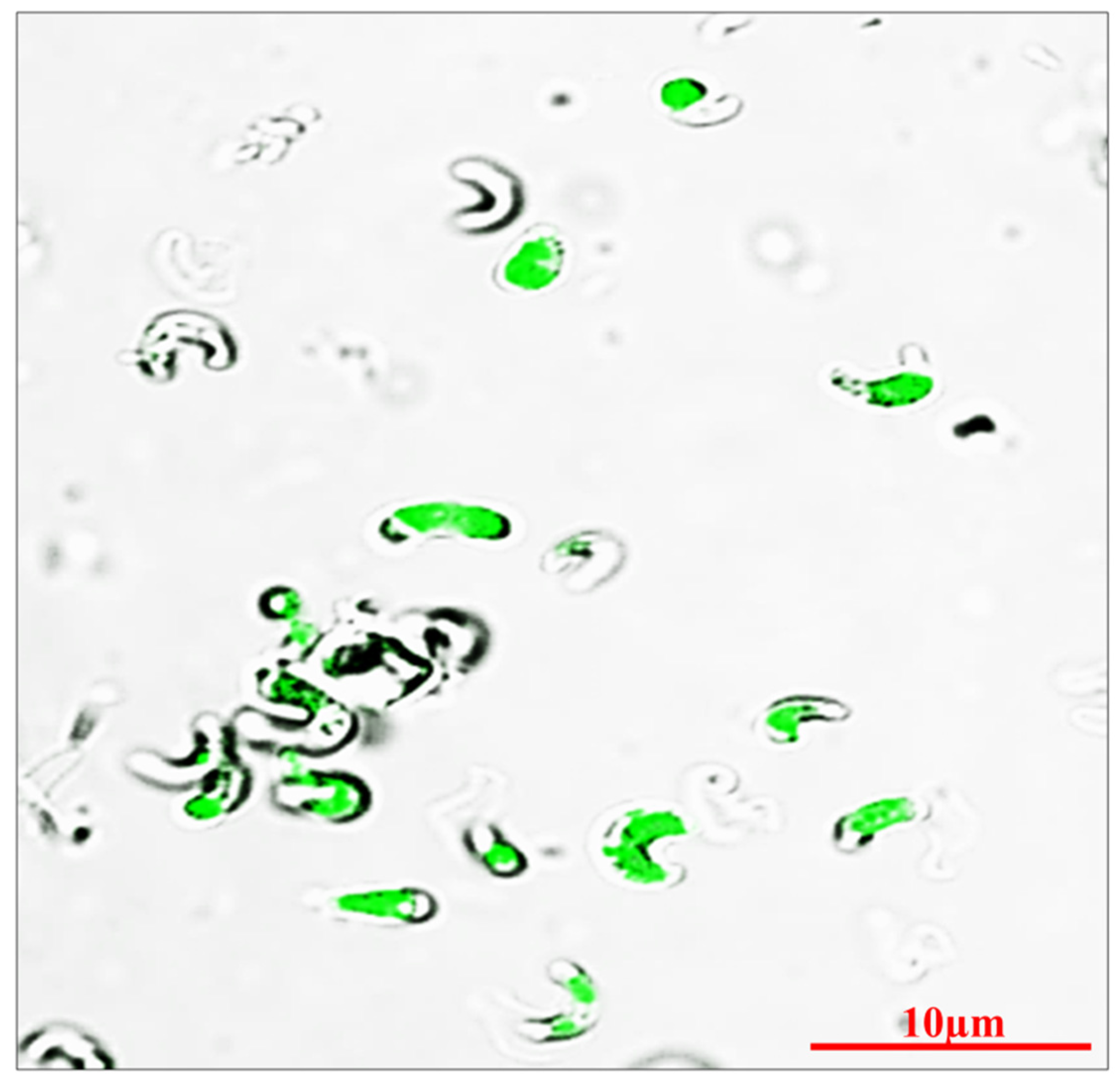 Preprints 70046 g001