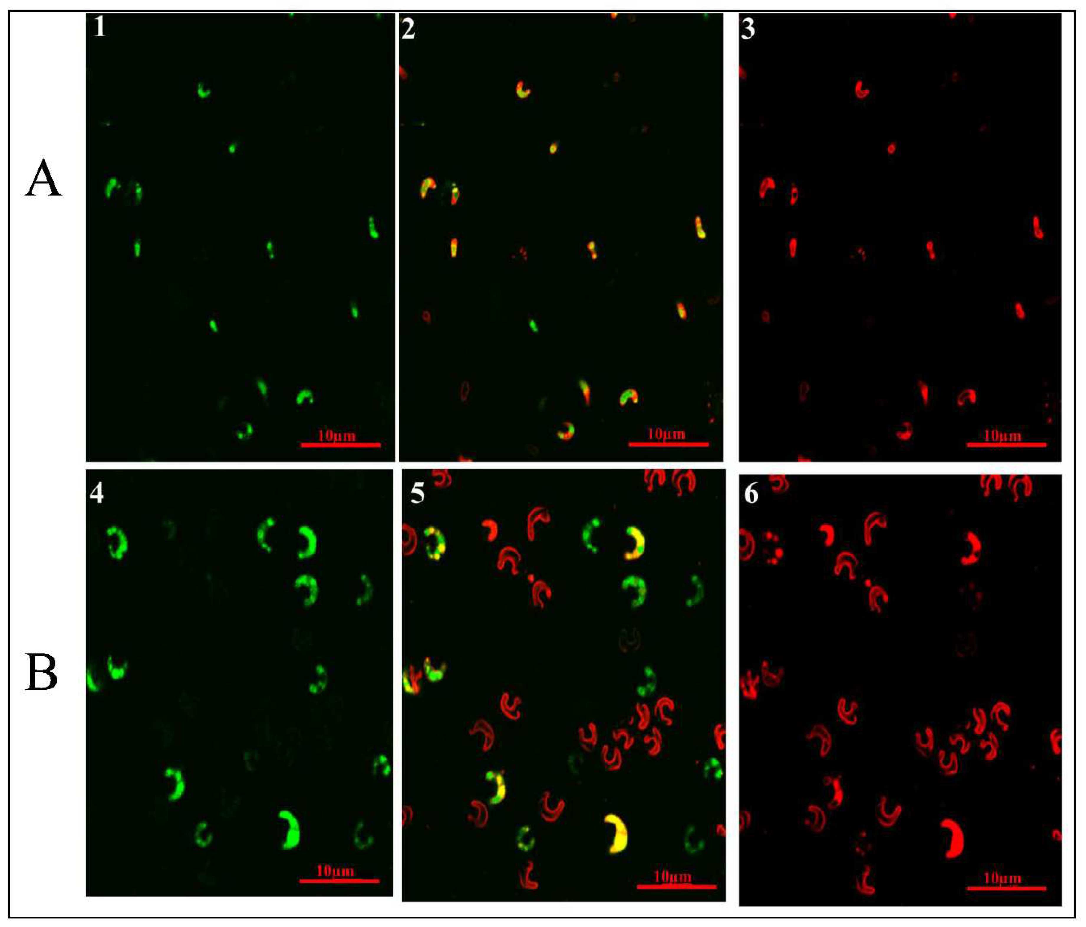 Preprints 70046 g007