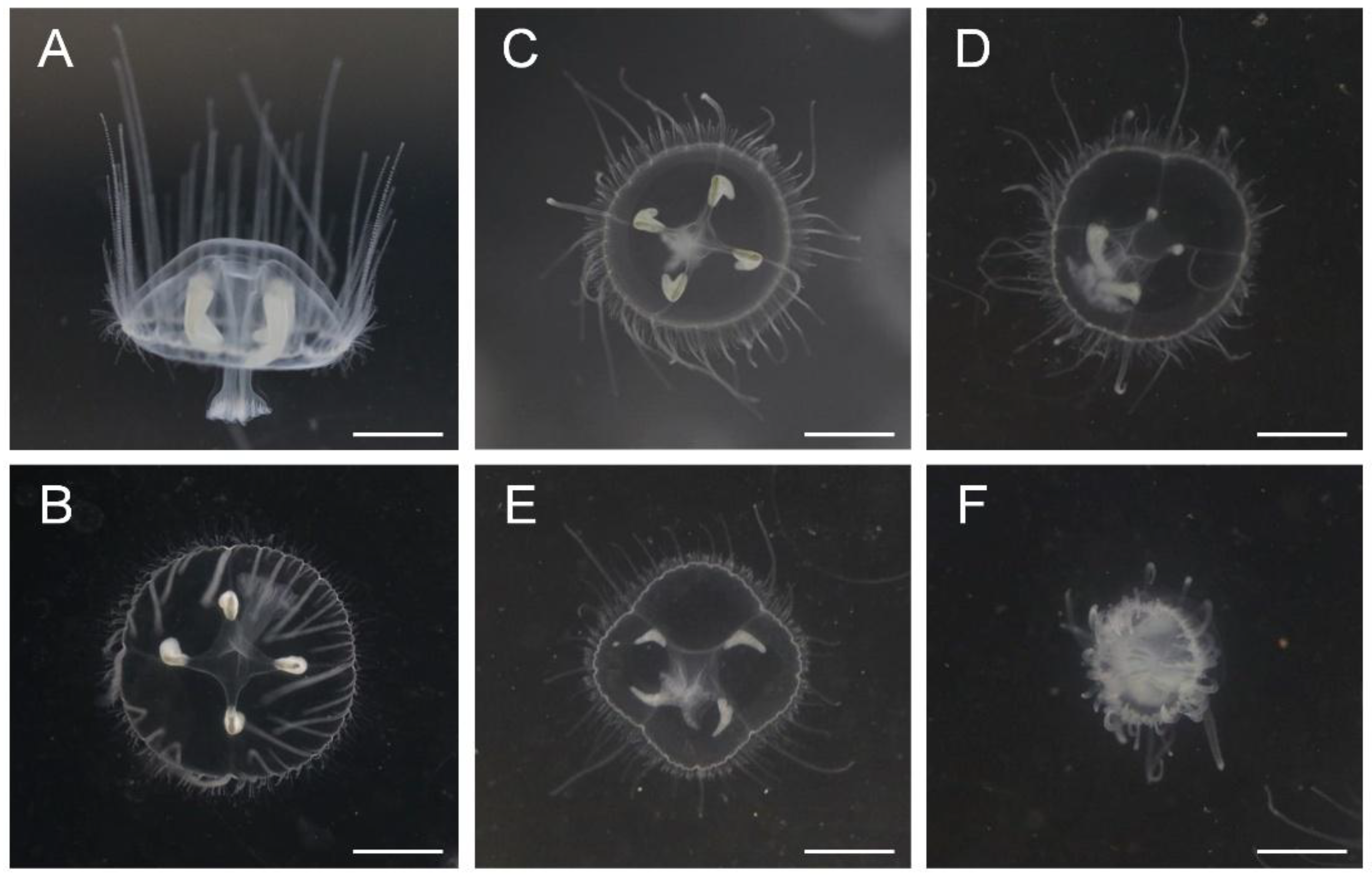 Preprints 188130 g001