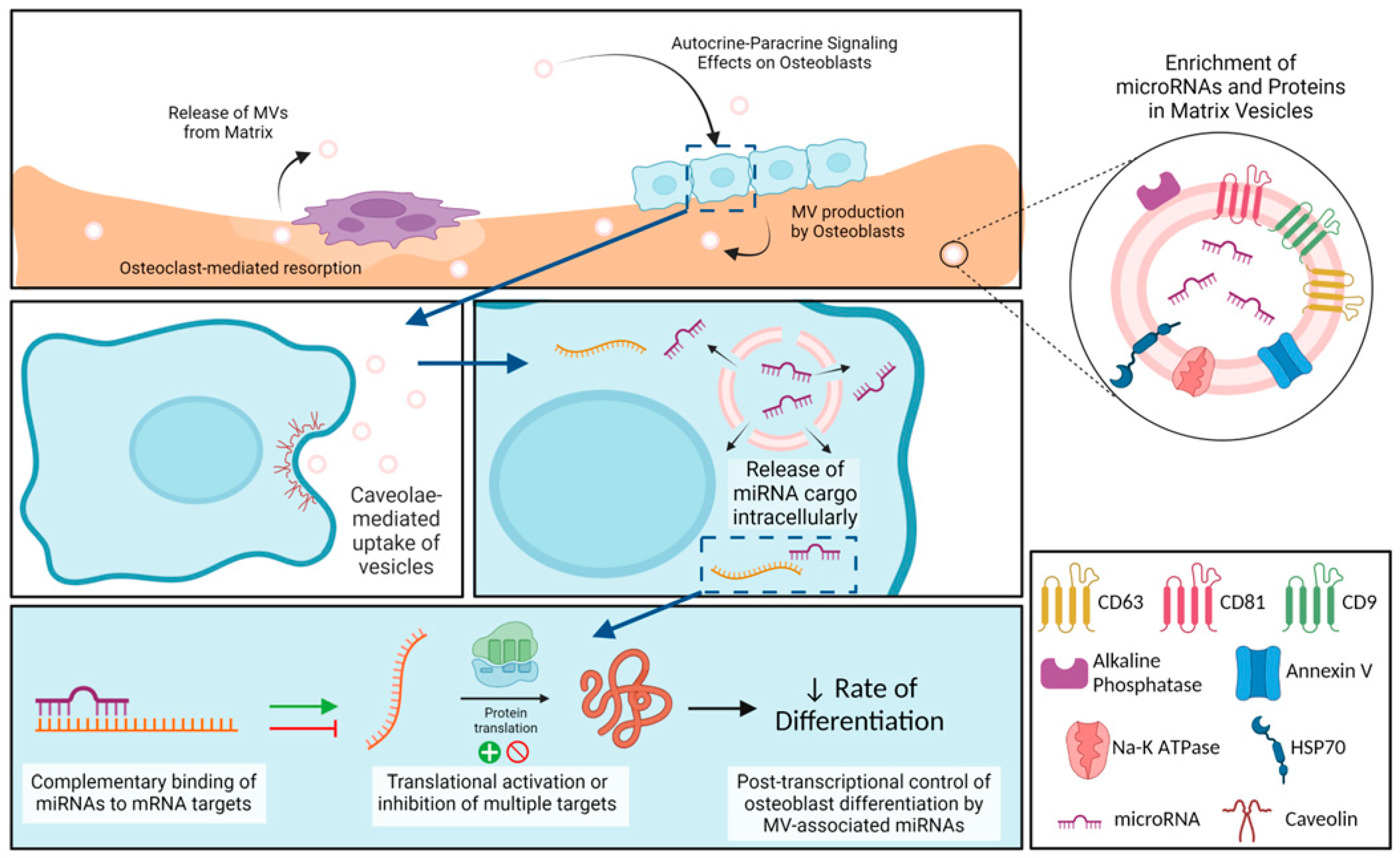 Preprints 77177 g007