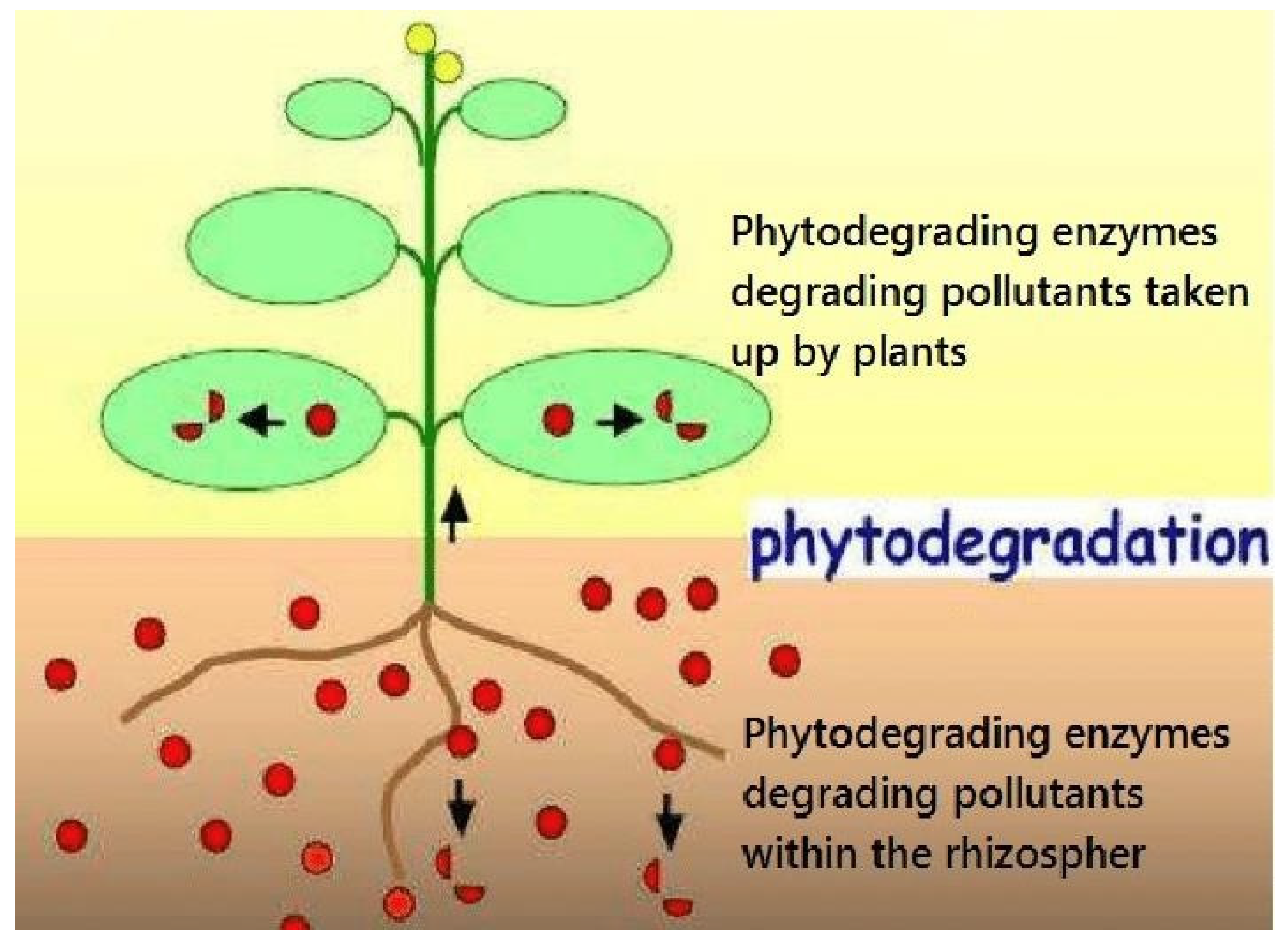 Preprints 164814 g004