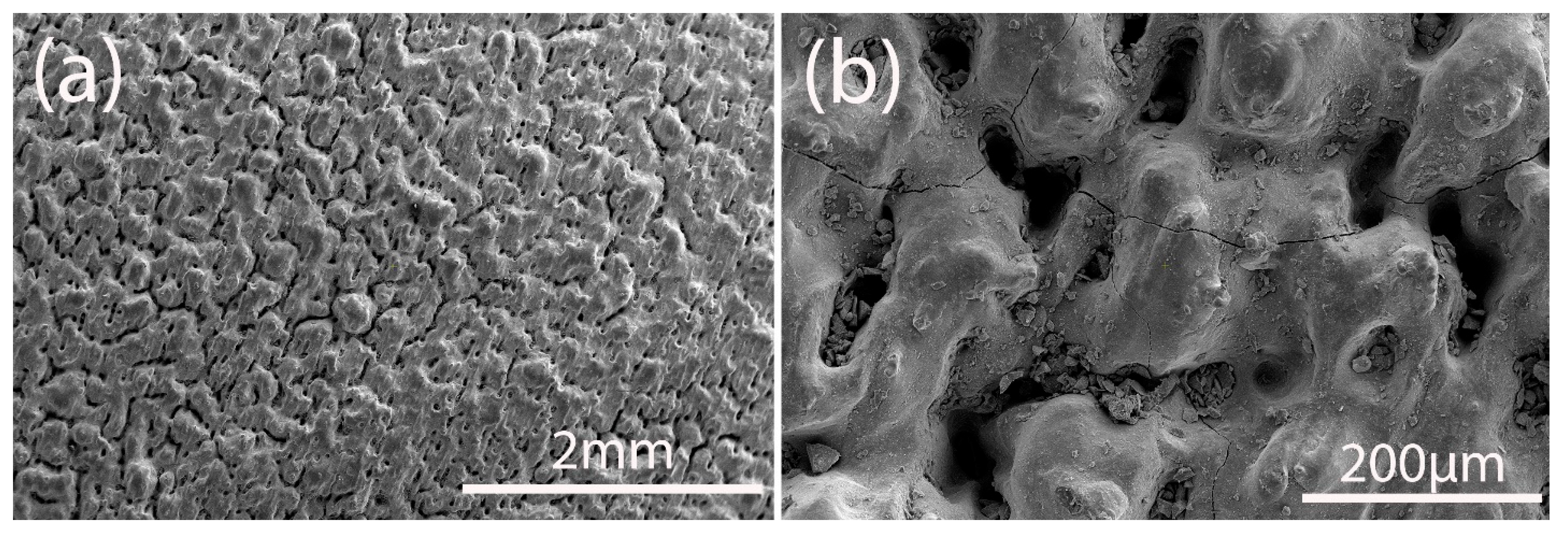 Preprints 151655 g001