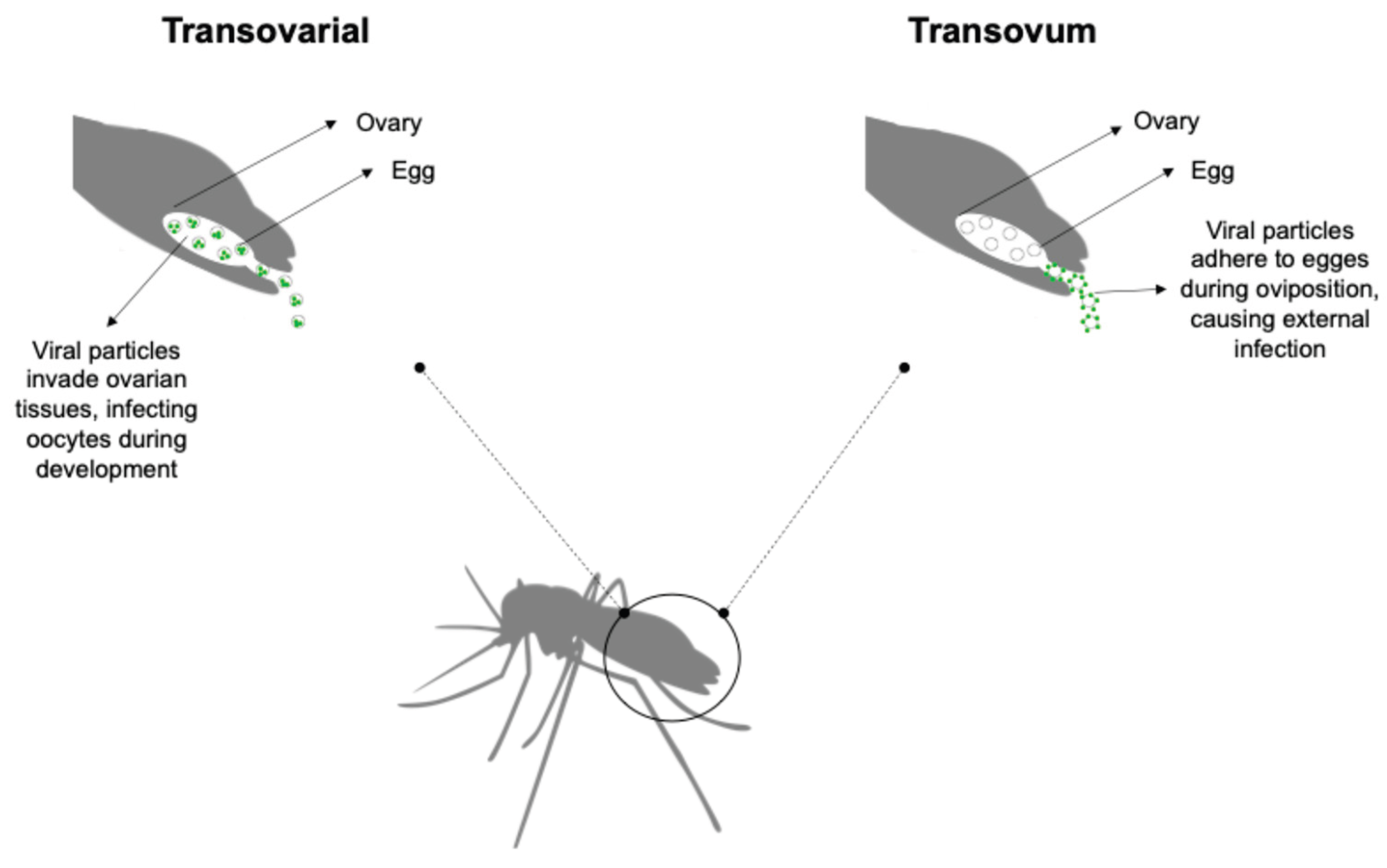 Preprints 162524 g001