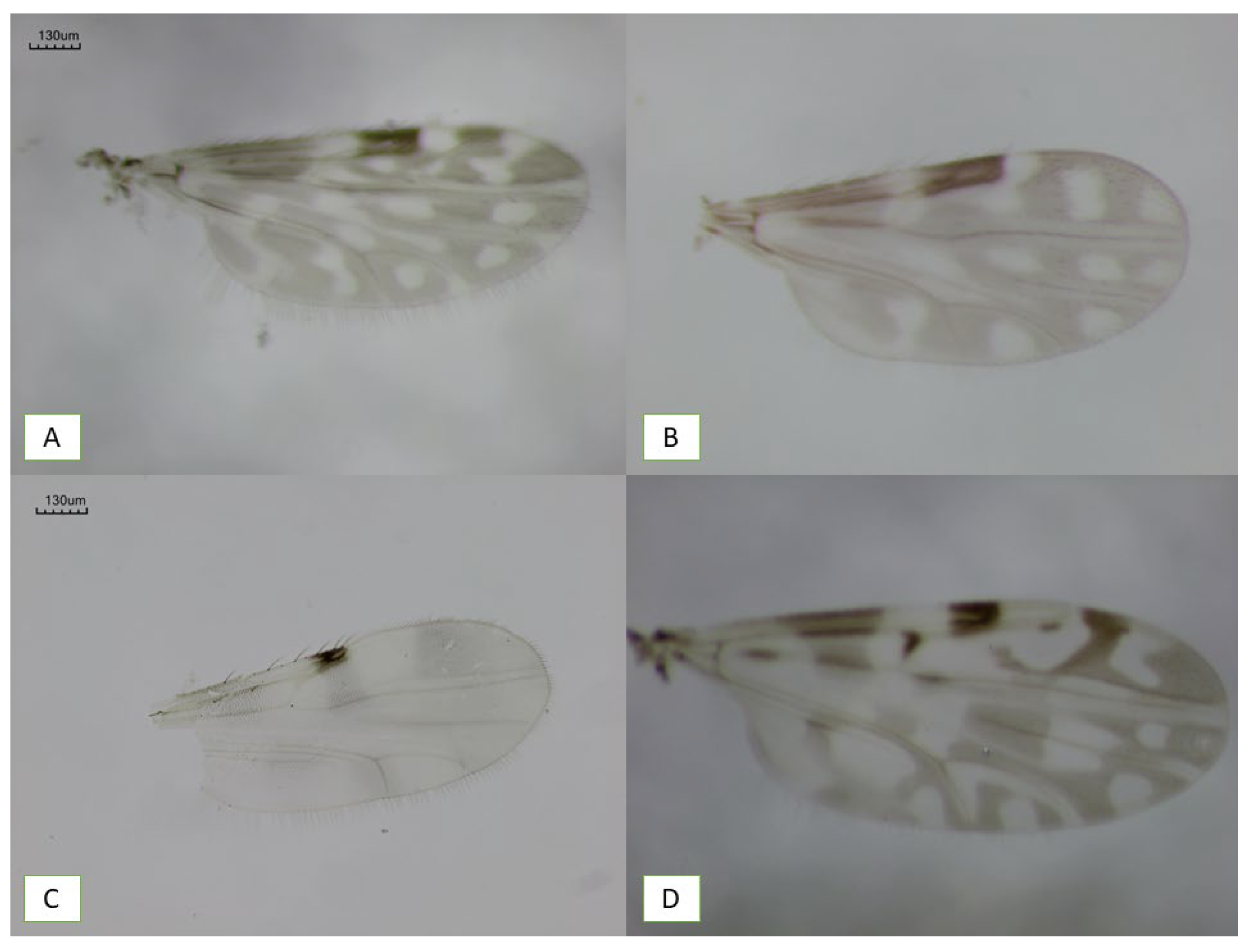 Preprints 198828 g002