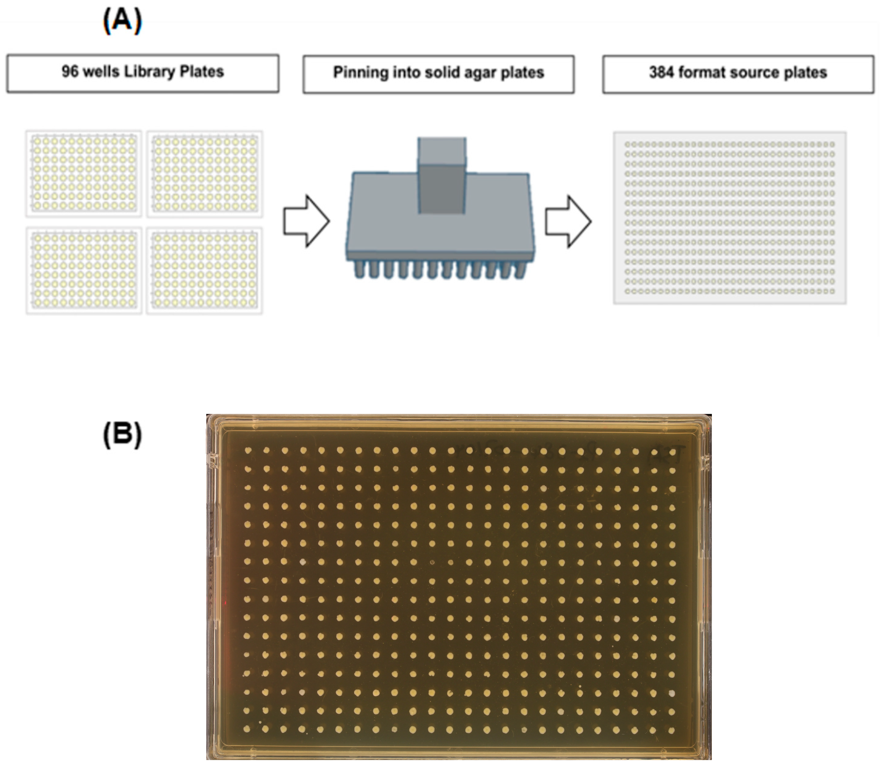 Preprints 167318 g001