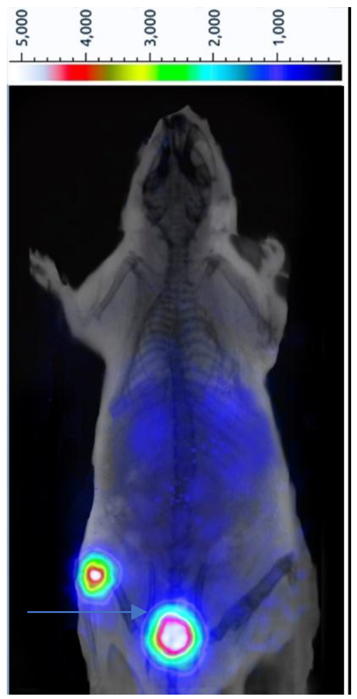 Preprints 208310 g017