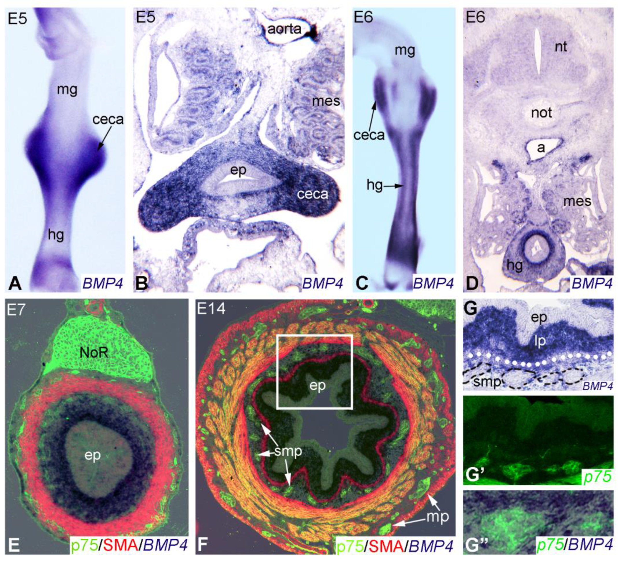 Preprints 84036 g002