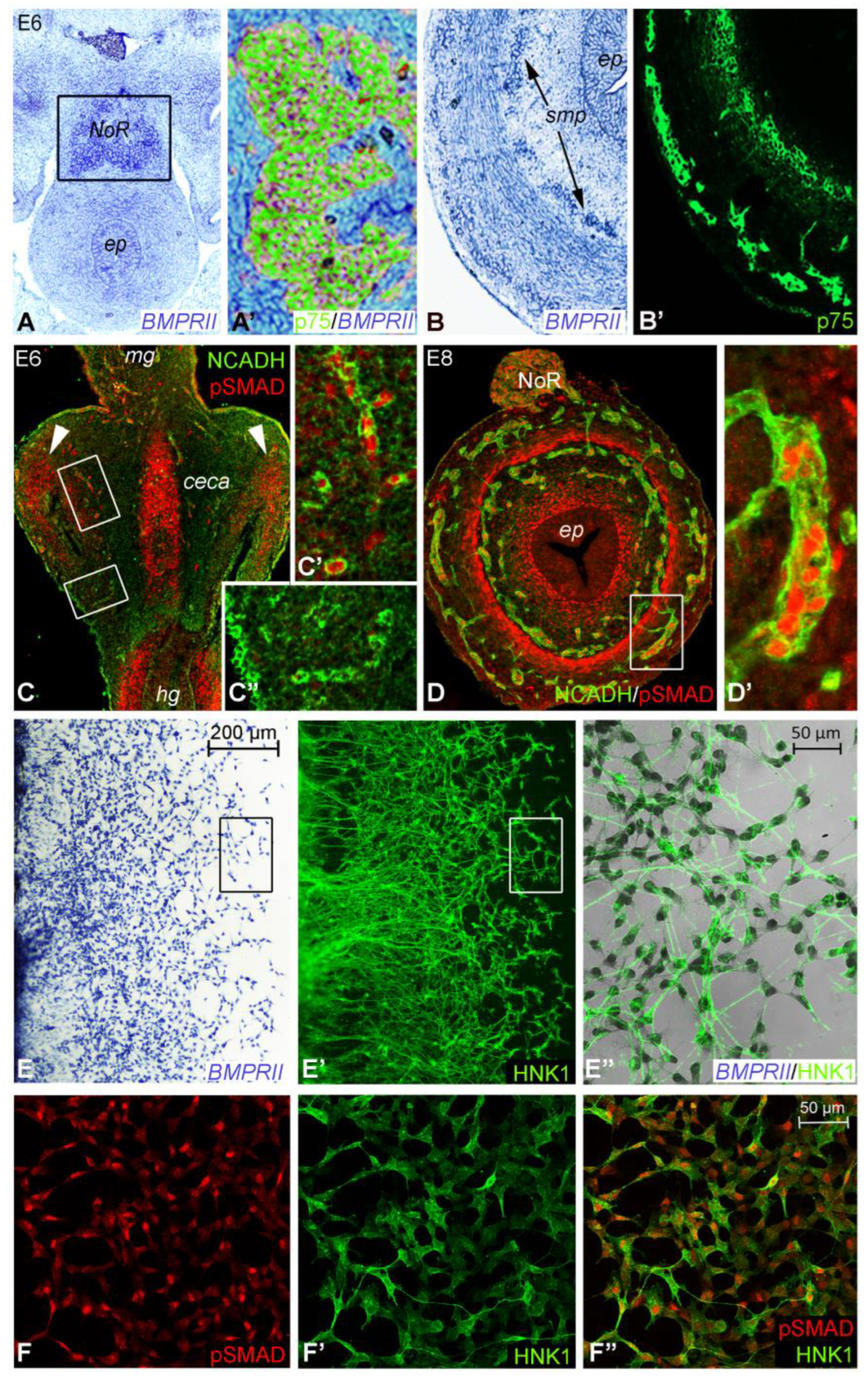 Preprints 84036 g003