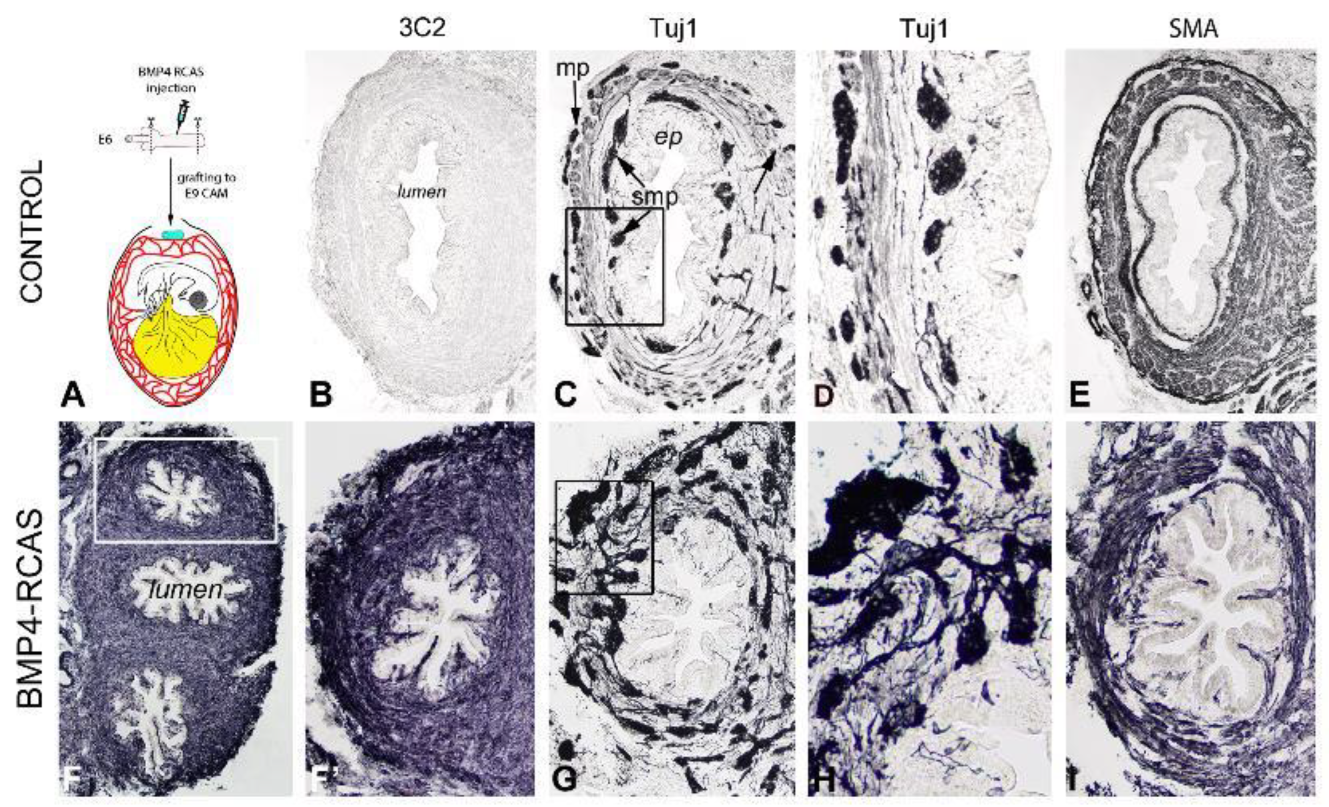 Preprints 84036 g006