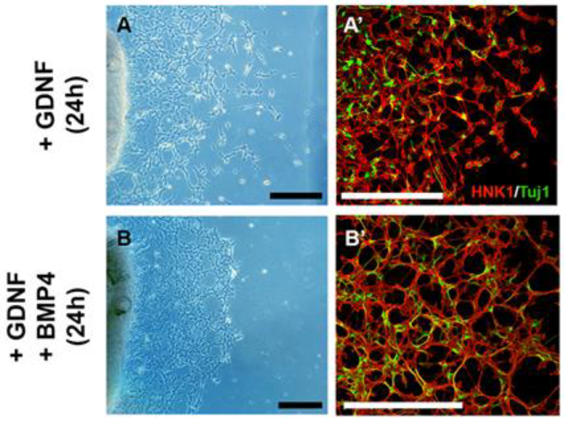 Preprints 84036 g008