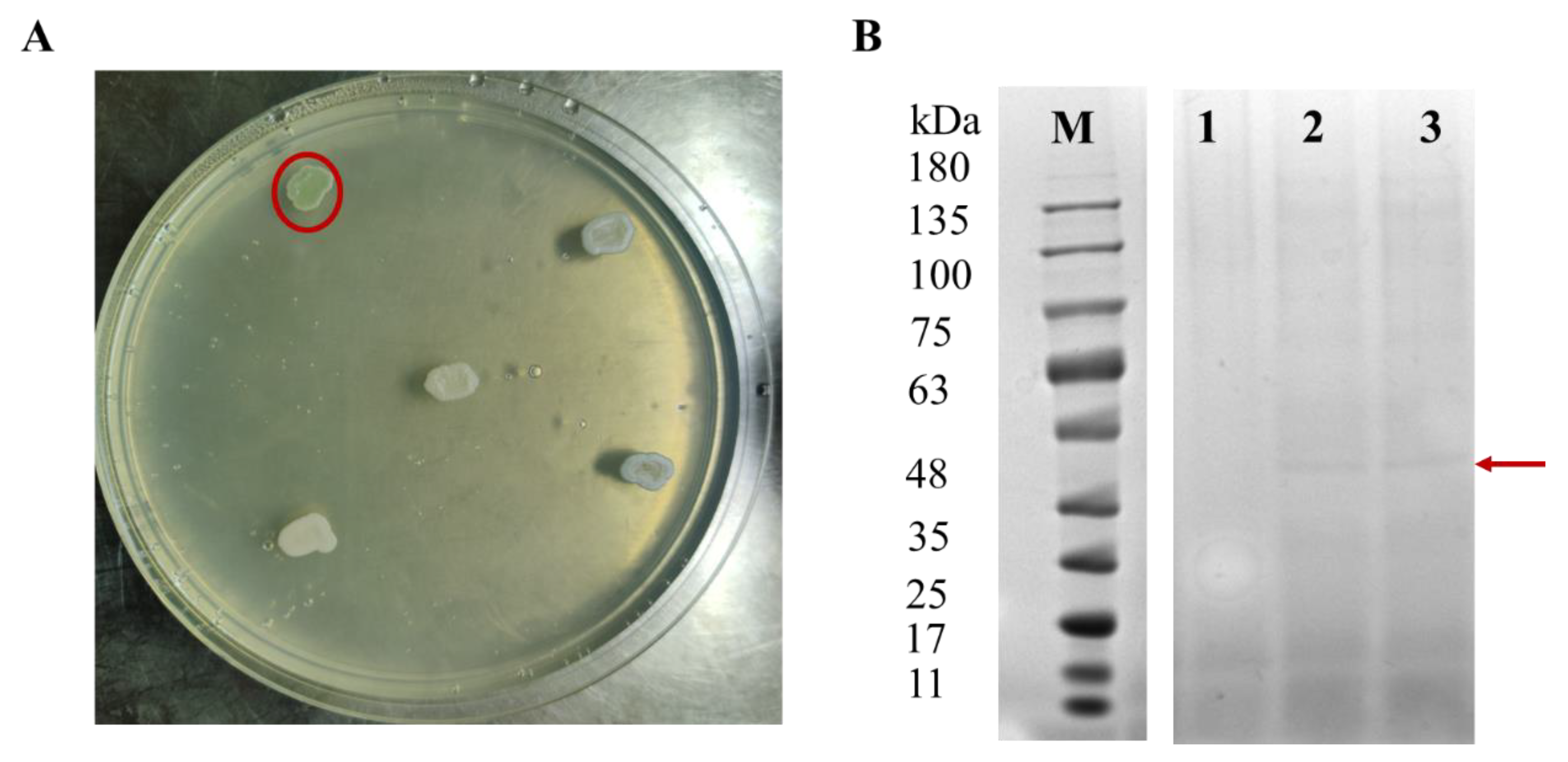 Preprints 204859 g006 Preprints 204859 g006